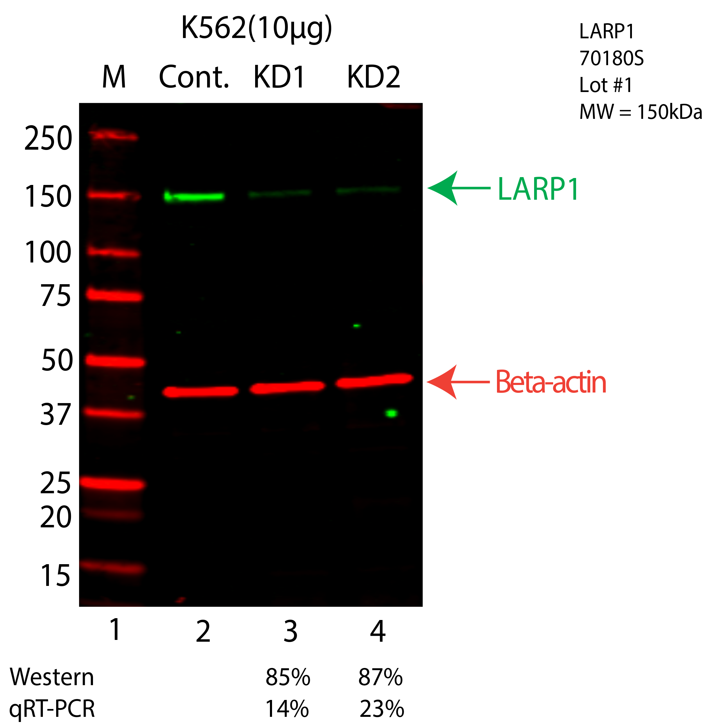 LARP1-K562-CRISPR-70180S.png<br>Caption: Western blot following CRISPR against LARP1 in K562 whole cell lysate using LARP1 specific antibody. Lane 1 is a ladder, lane 2 is K562 non-targeting control knockdown, lane 3 and 4 are two different CRISPR against LARP1. LARP1 protein appears as the green arrow, Beta-actin serves as a control and appears in red arrow.