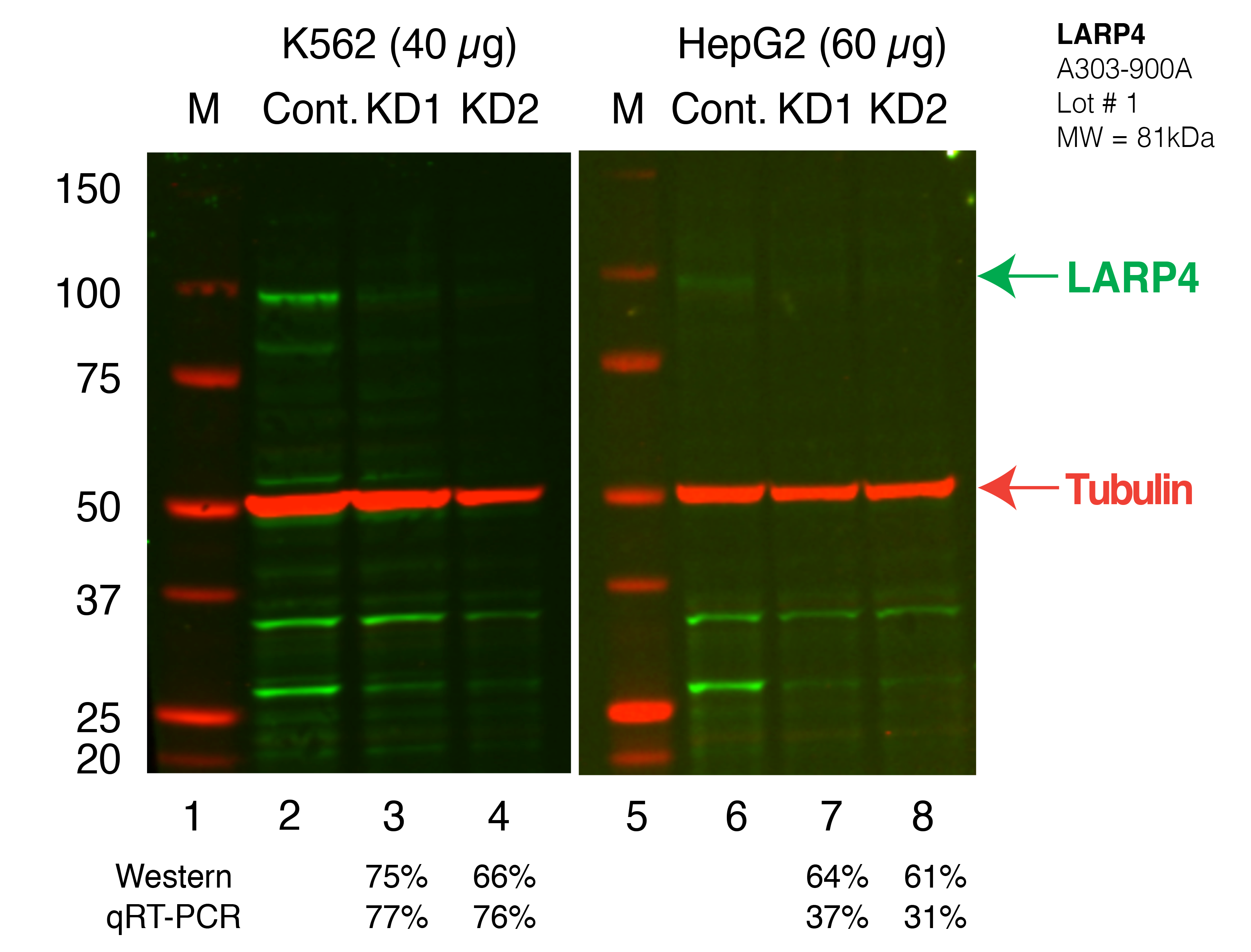 LARP4_Secondary_Western.png<br>Caption: Western blot following shRNA against LARP4 in K562 and HepG2 whole cell lysate using LARP4 specific antibody. Lane 1 is a ladder, lane 2 is K562 non-targeting control knockdown, lane 3 and 4 are two different shRNAs against LARP4. Lanes 5-8 follow the same pattern, but in HepG2. LARP4 protein appears as the green band, Tubulin serves as a control and appears in red.