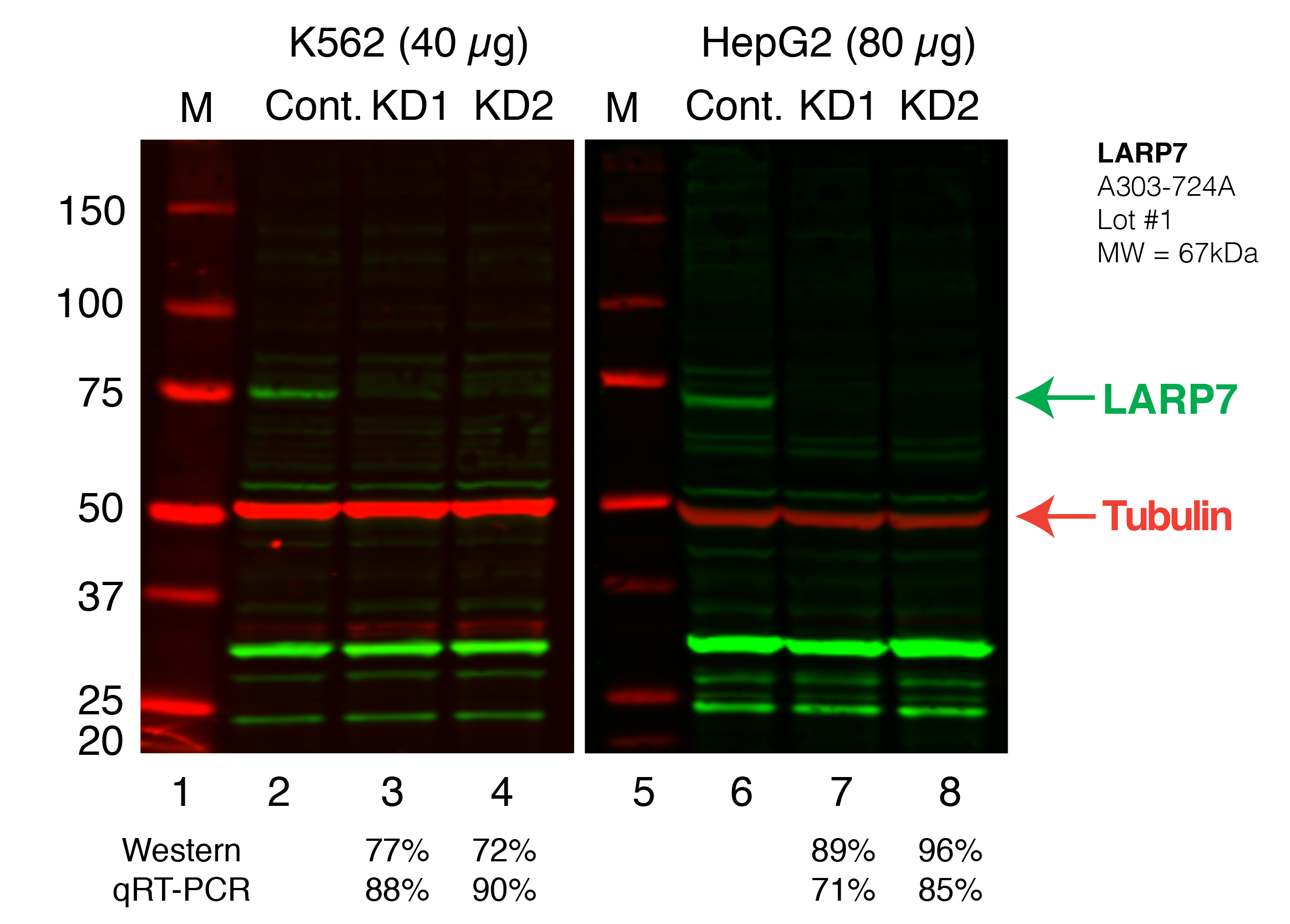 LARP7_Secondary_Western.png<br>Caption: Western blot following shRNA against LARP7 in K562 and HepG2 whole cell lysate using LARP7 specific antibody. Lane 1 is a ladder, lane 2 is K562 non-targeting control knockdown, lane 2 and 3 are two different shRNAs against LARP7. Lanes 5-7 follow the same pattern, but in HepG2. LARP7 protein appears as the green band, GAPDH serves as a control and appears in red.