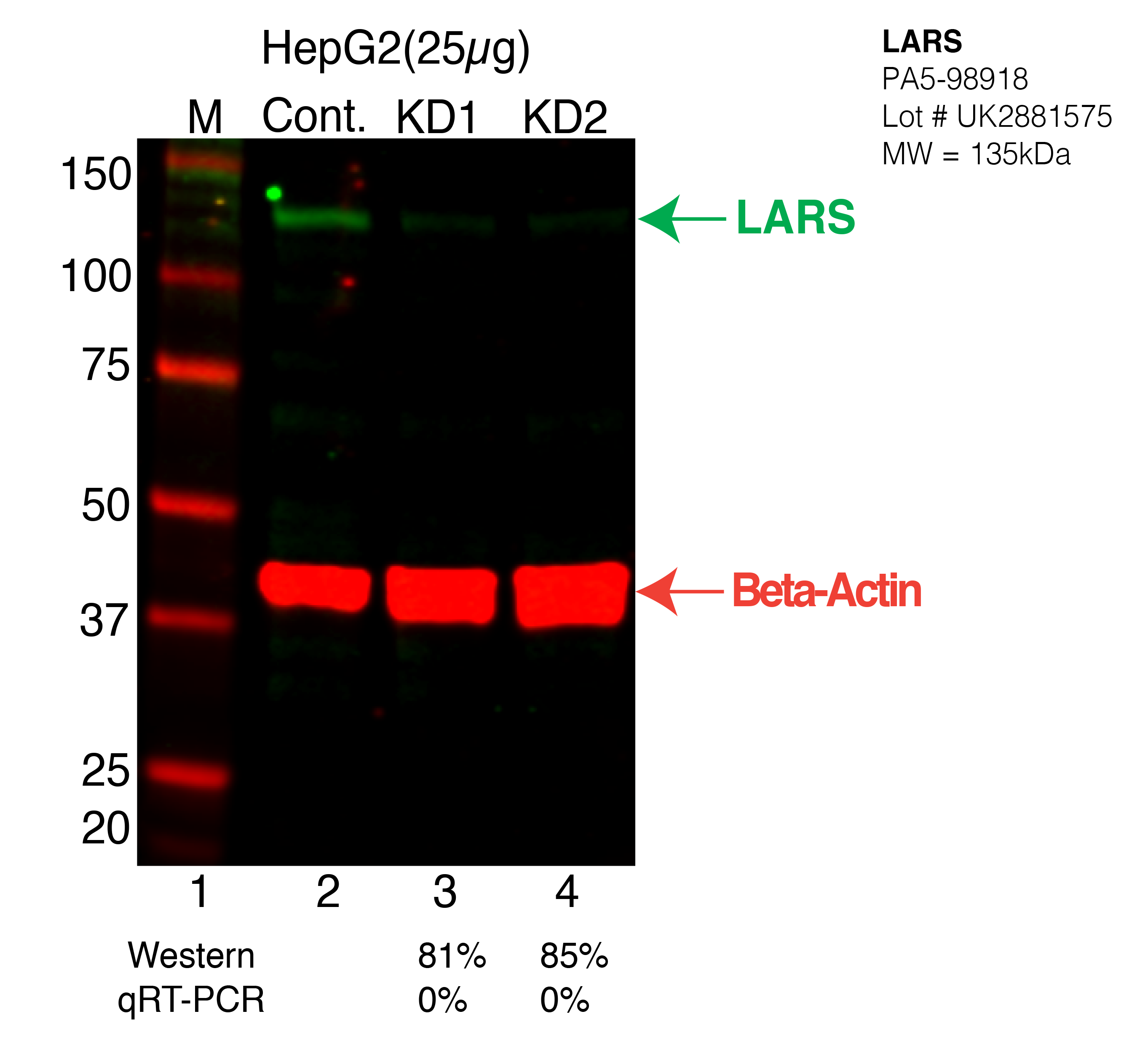 LARS-HEPG2-CRISPR-PA5-98918.png<br>Caption: Western blot following CRISPR against LARS in HepG2 whole cell lysate using LARS specific antibody. Lane 1 is a ladder, lane 2 is HepG2 non-targeting control knockdown, lane 3 and 4 are two different CRISPR against LARS. LARS protein appears as the green arrow, Beta-actin serves as a control and appears in red arrow.