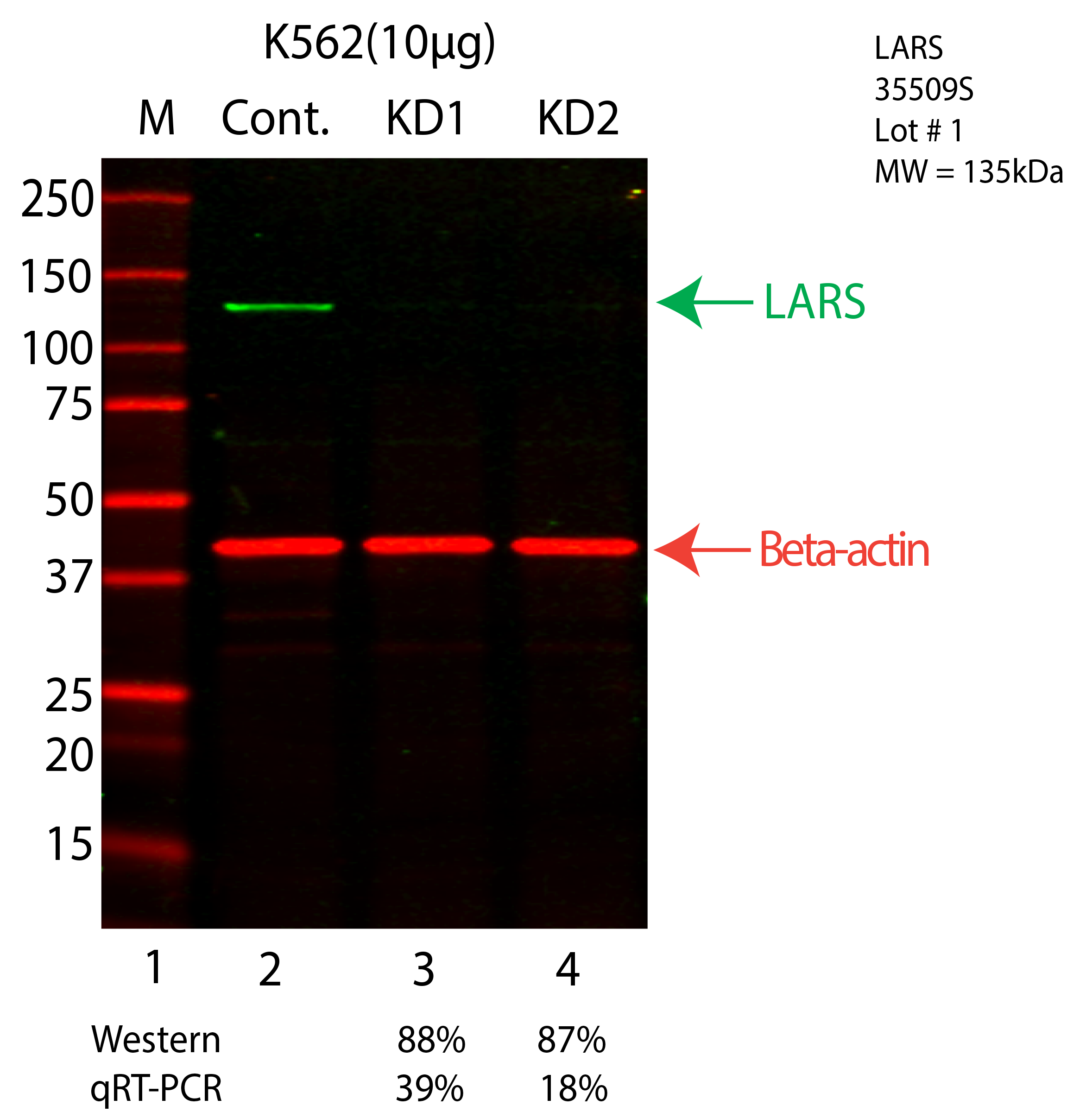 LARS-K562-CRISPR-35509S.png<br>Caption: Western blot following CRISPR against LARS in K562 whole cell lysate using LARS specific antibody. Lane 1 is a ladder, lane 2 is K562 non-targeting control knockdown, lane 3 and 4 are two different CRISPR against LARS. LARS protein appears as the green arrow, Beta-actin serves as a control and appears in red arrow.