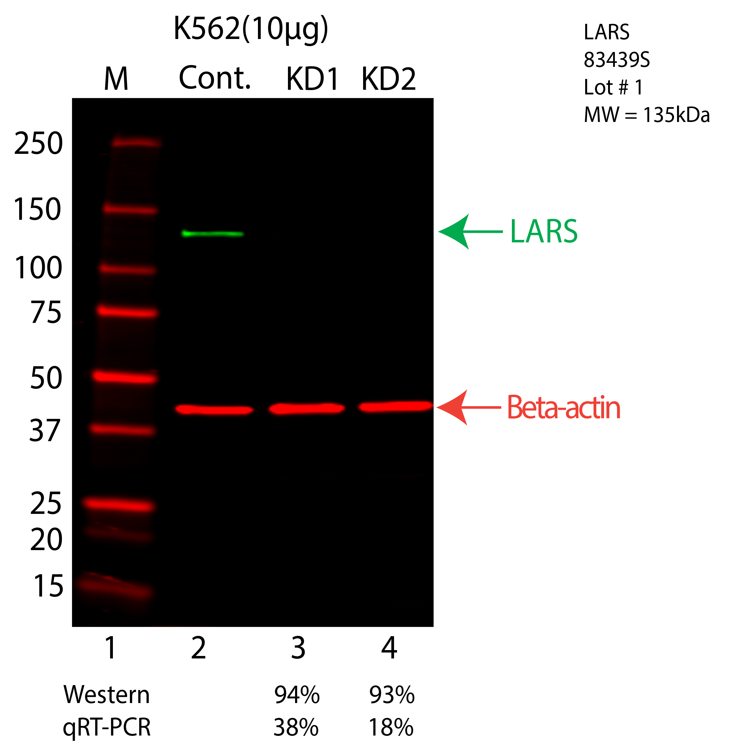 LARS-K562-CRISPR-83439S.png<br>Caption: Western blot following CRISPR against LARS in K562 whole cell lysate using LARS specific antibody. Lane 1 is a ladder, lane 2 is K562 non-targeting control knockdown, lane 3 and 4 are two different CRISPR against LARS. LARS protein appears as the green arrow, Beta-actin serves as a control and appears in red arrow.