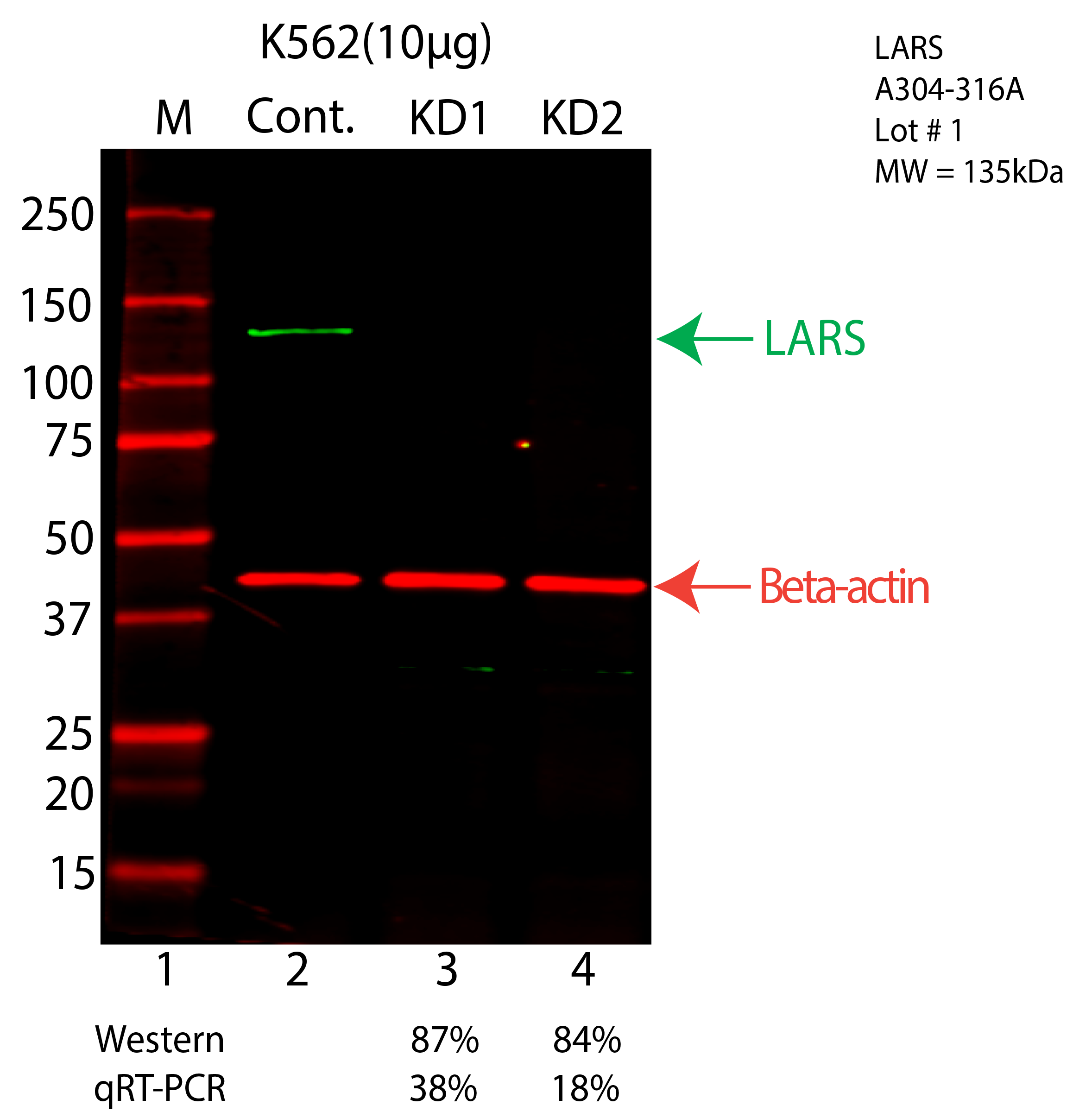 LARS-K562-CRISPR-A304-316A.png<br>Caption: Western blot following CRISPR against LARS in K562 whole cell lysate using LARS specific antibody. Lane 1 is a ladder, lane 2 is K562 non-targeting control knockdown, lane 3 and 4 are two different CRISPR against LARS. LARS protein appears as the green arrow, Beta-actin serves as a control and appears in red arrow.