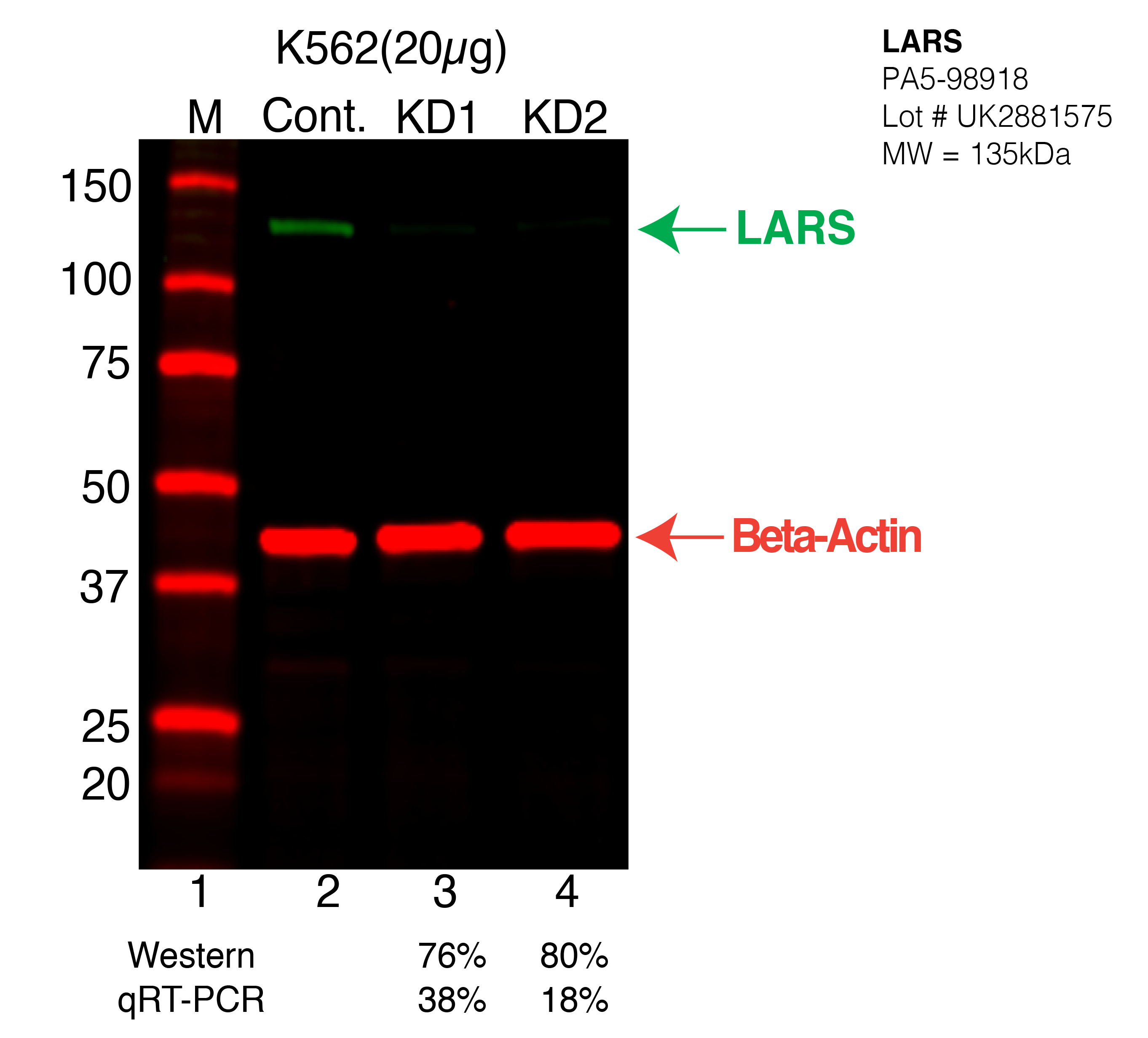 LARS-K562-CRISPR-PA5-98918.png<br>Caption: Western blot following CRISPR against LARS in K562 whole cell lysate using LARS specific antibody. Lane 1 is a ladder, lane 2 is K562 non-targeting control knockdown, lane 3 and 4 are two different CRISPR against LARS. LARS protein appears as the green arrow, Beta-actin serves as a control and appears in red arrow.