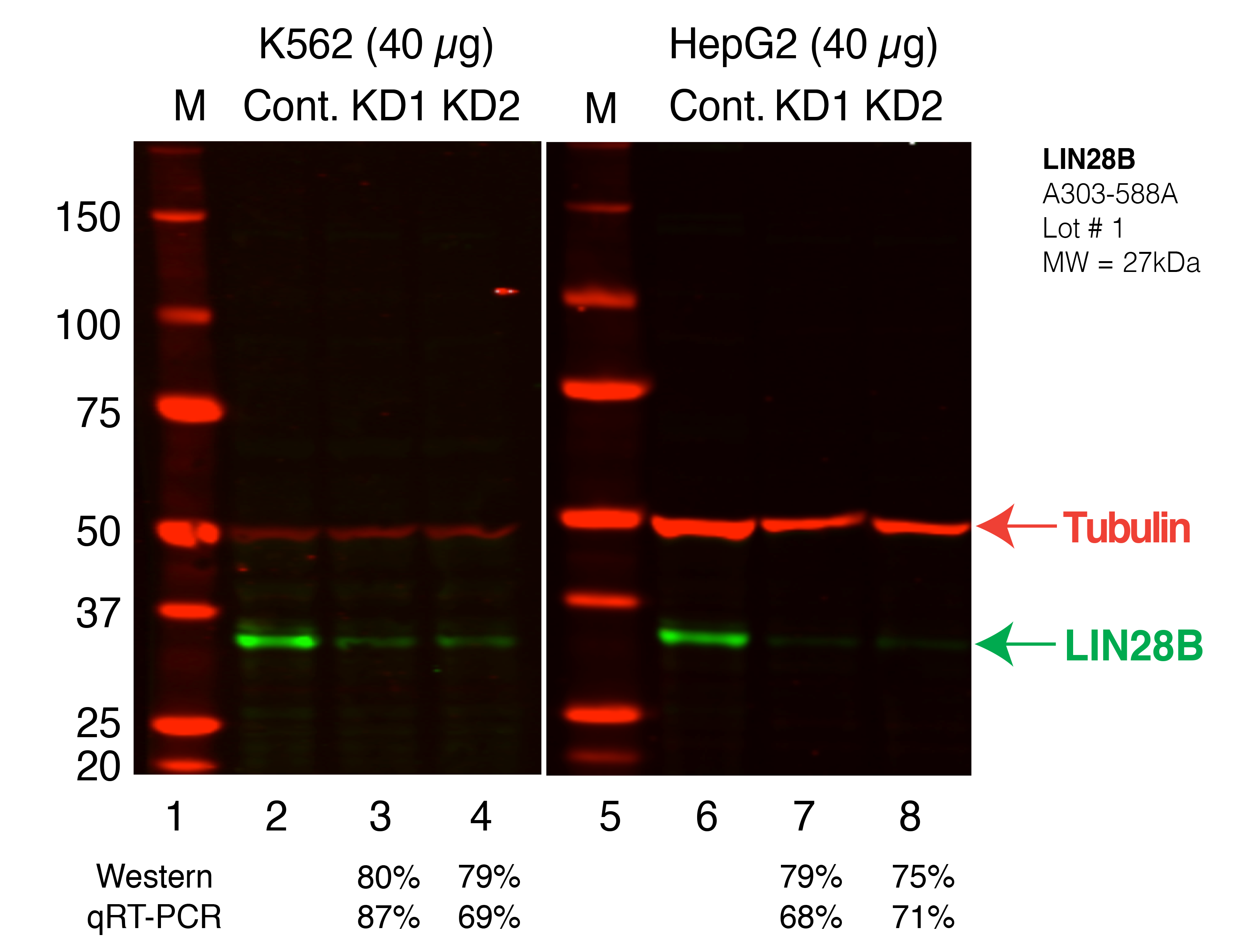 LIN28B_Secondary_Western.png<br>Caption: Western blot following shRNA against LIN28B in K562 and HepG2 whole cell lysate using LIN28B specific antibody. Lane 1 is a ladder, lane 2 is K562 non-targeting control knockdown, lane 3 and 4 are two different shRNAs against LIN28B. Lanes 5-8 follow the same pattern, but in HepG2. LIN28B protein appears as the green band, Tubulin serves as a control and appears in red.