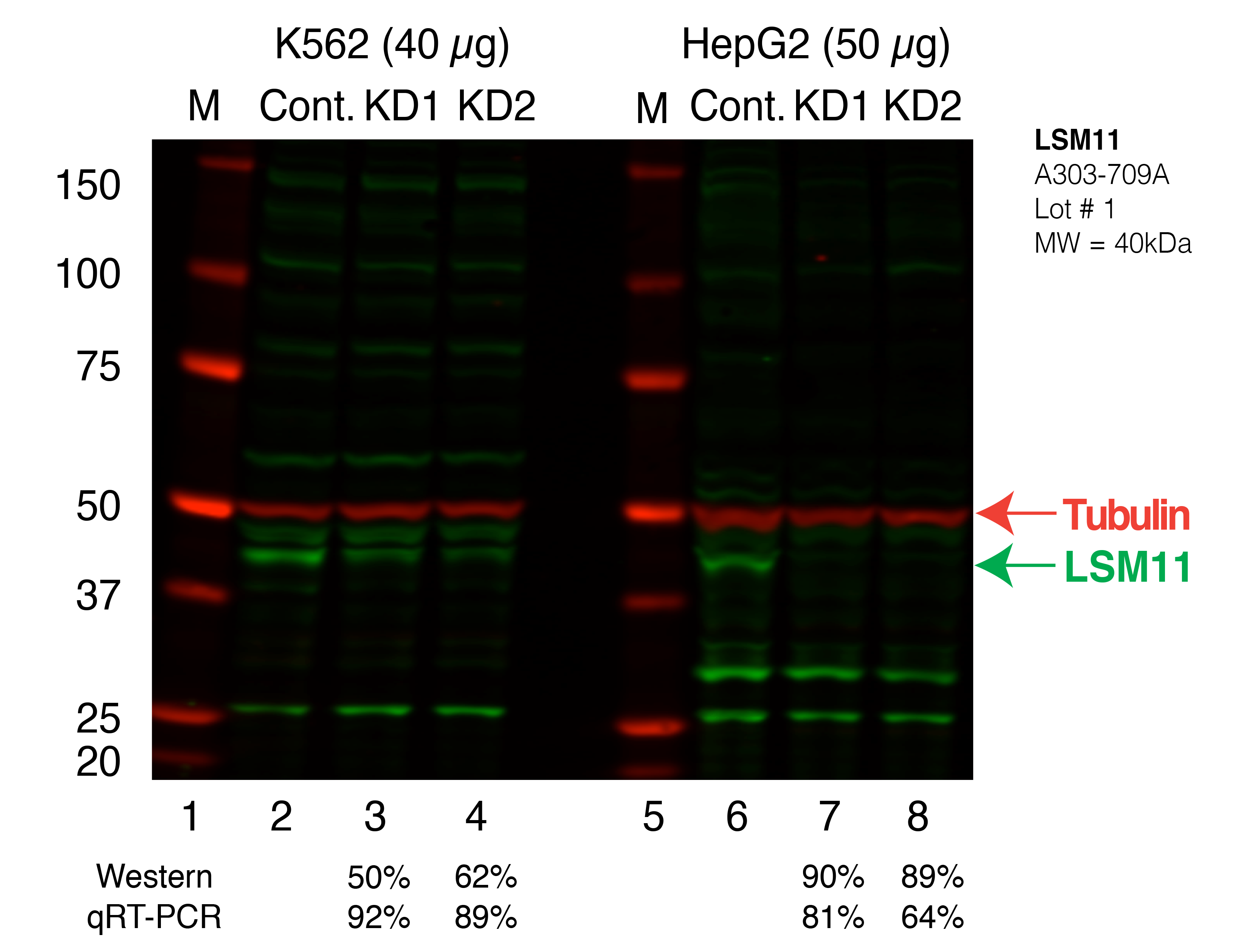 LSM11_Secondary_Western.png<br>Caption: Western blot following shRNA against LSM11 in K562 and HepG2 whole cell lysate using LSM11 specific antibody. Lane 1 is a ladder, lane 2 is K562 non-targeting control knockdown, lane 3 and 4 are two different shRNAs against LSM11. Lanes 5-8 follow the same pattern, but in HepG2. LSM11 protein appears as the green band, Tubulin serves as a control and appears in red.