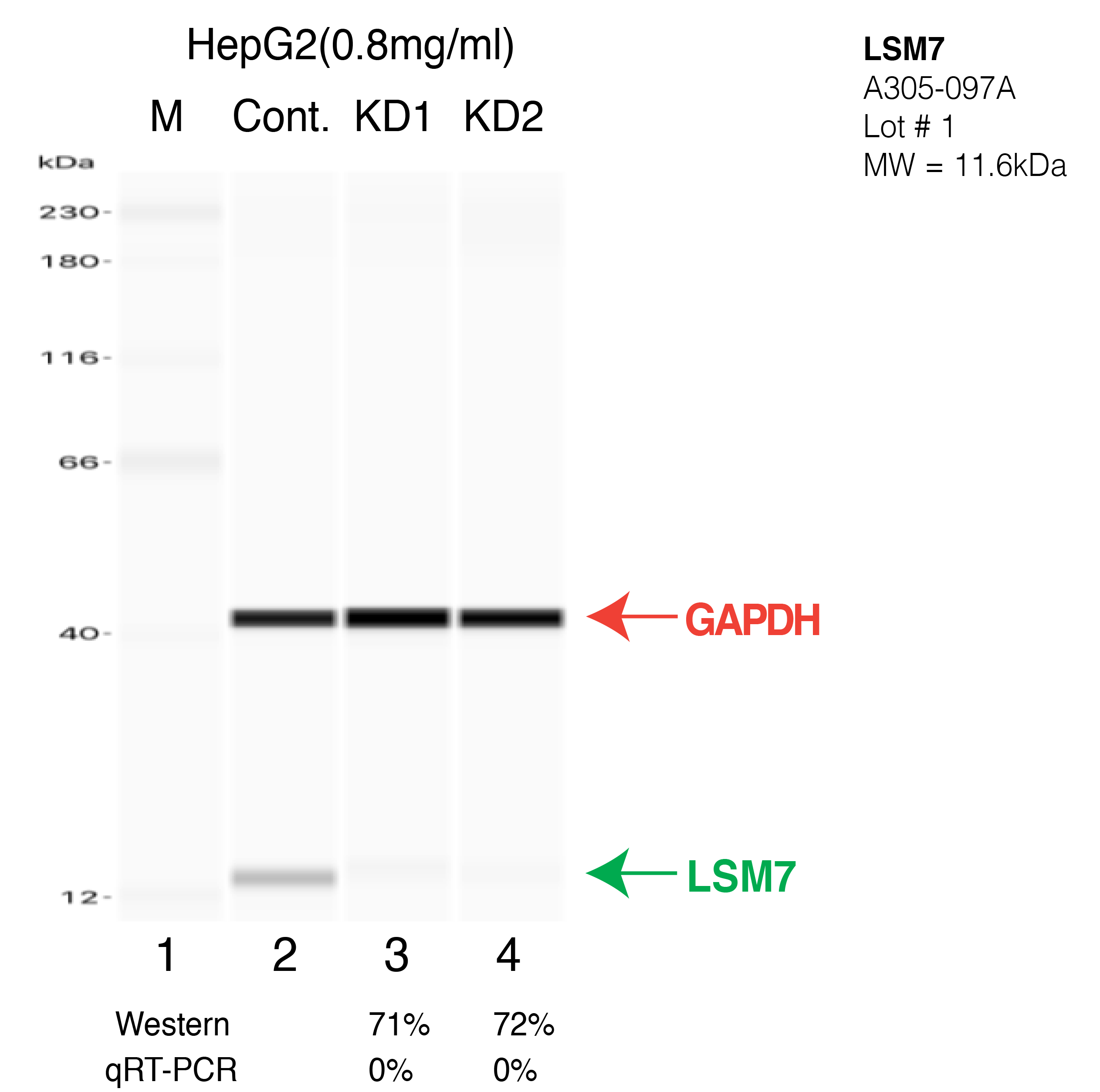 LSM7-HEPG2-CRISPR-A305-097A.png<br>Caption: Western blot following CRISPR against LSM7 in HepG2 whole cell lysate using LSM7 specific antibody. Lane 1 is a ladder, lane 2 is HepG2 non-targeting control knockdown, lane 3 and 4 are two different CRISPR against LSM7. LSM7 protein appears as the green arrow, GAPDH serves as a control and appears in red arrow.