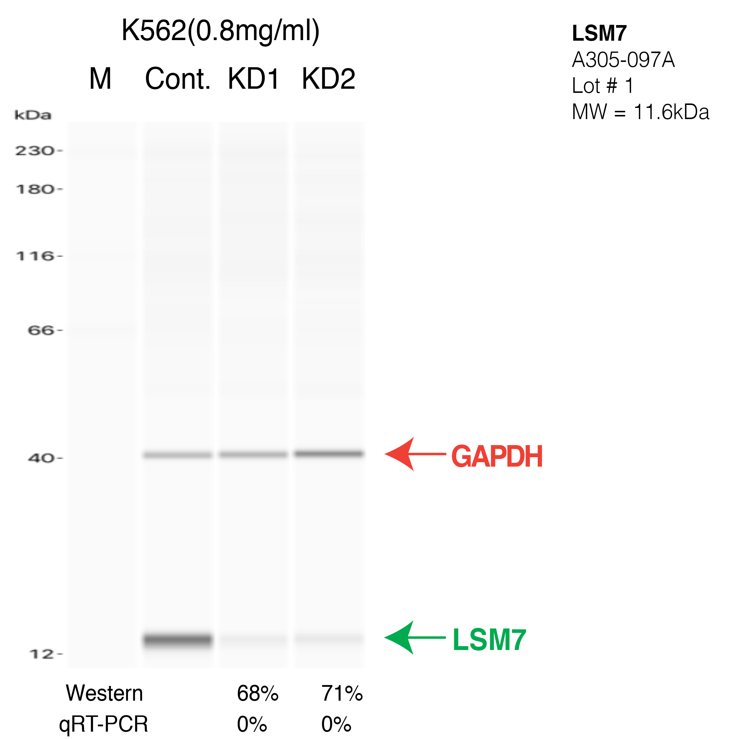 LSM7-K562-CRISPR-A305-097A.png<br>Caption: Western blot following CRISPR against LSM7 in K562 whole cell lysate using LSM7 specific antibody. Lane 1 is a ladder, lane 2 is K562 non-targeting control knockdown, lane 3 and 4 are two different CRISPR against LSM7. LSM7 protein appears as the green arrow, GAPDH serves as a control and appears in red arrow.