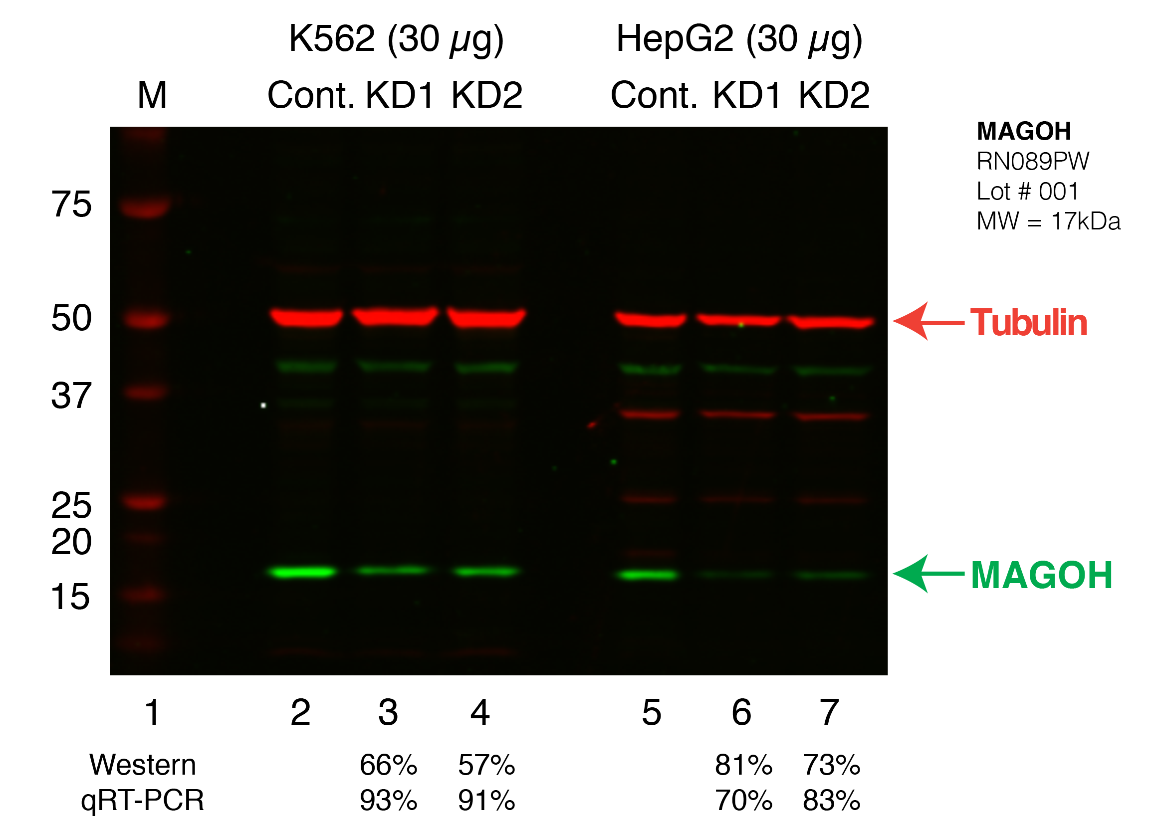 MAGOH_Secondary_Western.png<br>Caption: Western blot following shRNA against MAGOH in K562 and HepG2 whole cell lysate using MAGOH specific antibody. Lane 1 is a ladder, lane 2 is K562 non-targeting control knockdown, lane 2 and 3 are two different shRNAs against MAGOH. Lanes 5-7 follow the same pattern, but in HepG2. MAGOH protein appears as the green band, GAPDH serves as a control and appears in red.