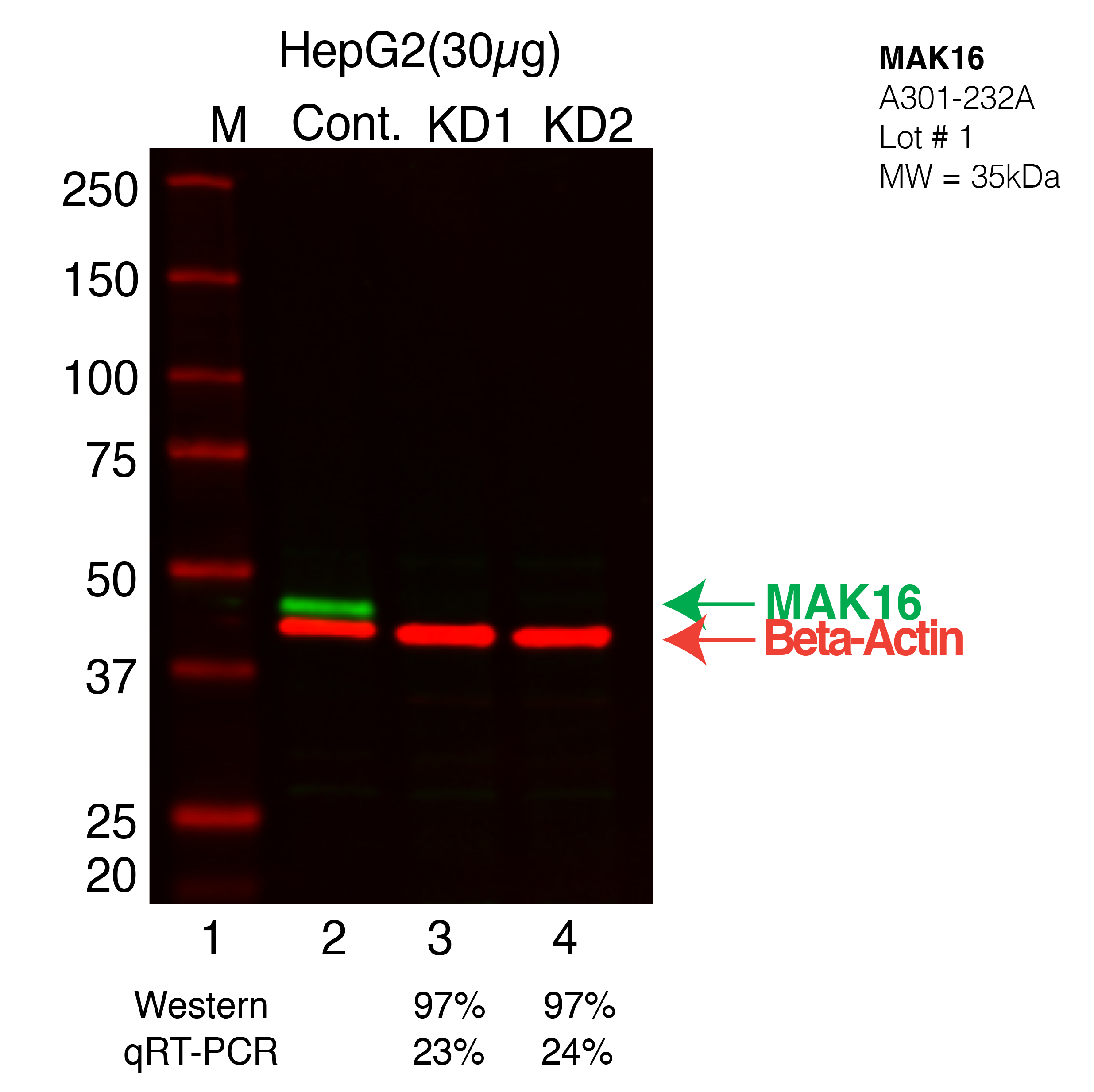 MAK16-HEPG2-CRISPR.png<br>Caption: Western blot following CRISPR against MAK16 in HepG2 whole cell lysate using MAK16 specific antibody. Lane 1 is a ladder, lane 2 is HepG2 non-targeting control knockdown, lane 3 and 4 are two different CRISPR against MAK16. MAK16 protein appears as the green band, Beta-actin serves as a control and appears in red.