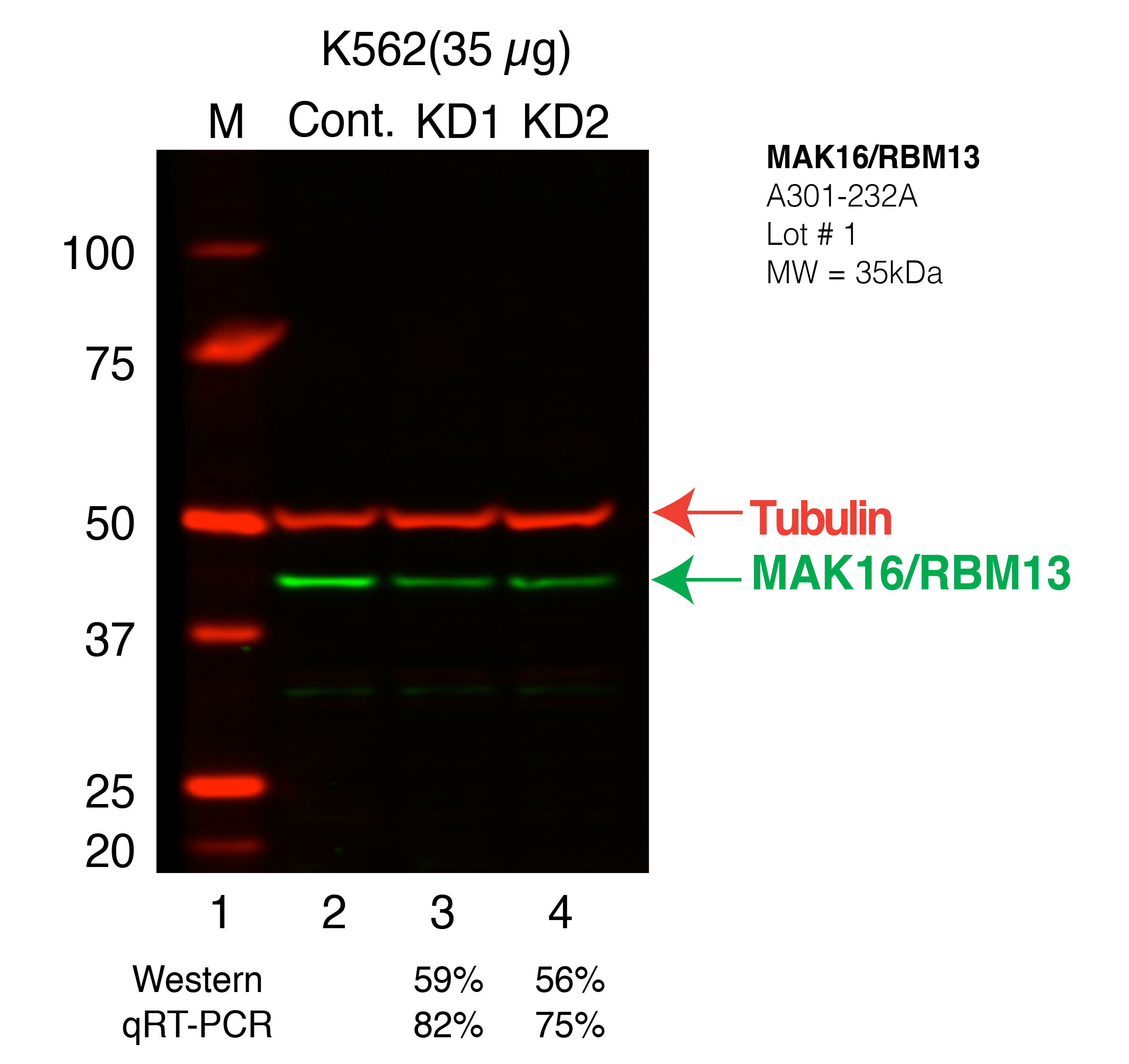 MAK16-k562_Secondary_Western.png<br>Caption: Western blot following shRNA against MAK16 in K562 whole cell lysate using MAK16 specific antibody. Lane 1 is a ladder, lane 2 is K562 non-targeting control knockdown, lane 3 and 4 are two different shRNAs against MAK16.MAK16 protein appears as the green band, Tubulin serves as a control and appears in red.