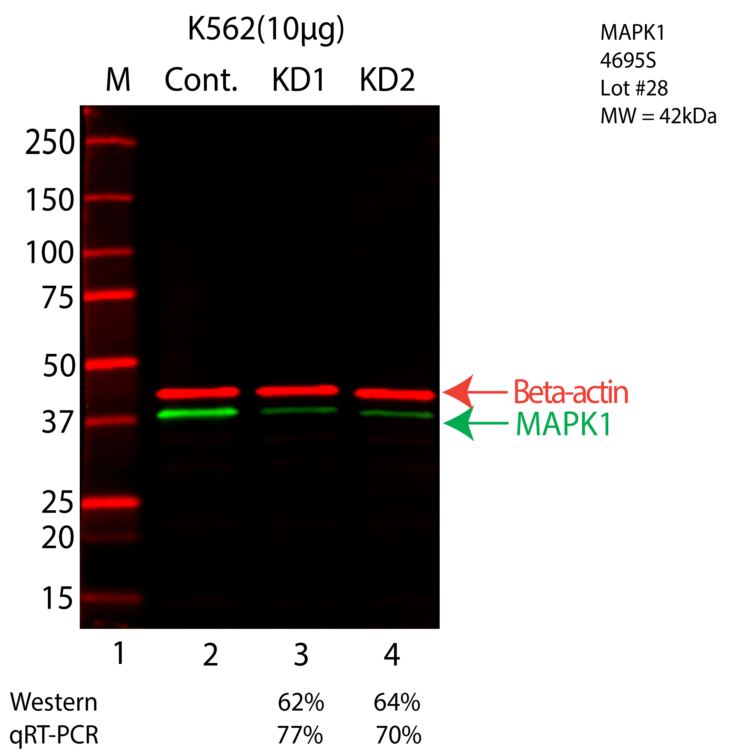 MAPK1-K562-CRISPR-4695S.png<br>Caption: Western blot following CRISPR against MAPK1 in K562 whole cell lysate using MAPK1 specific antibody. Lane 1 is a ladder, lane 2 is K562 non-targeting control knockdown, lane 3 and 4 are two different CRISPR against MAPK1. MAPK1 protein appears as the green arrow, Beta-actin serves as a control and appears in red arrow.