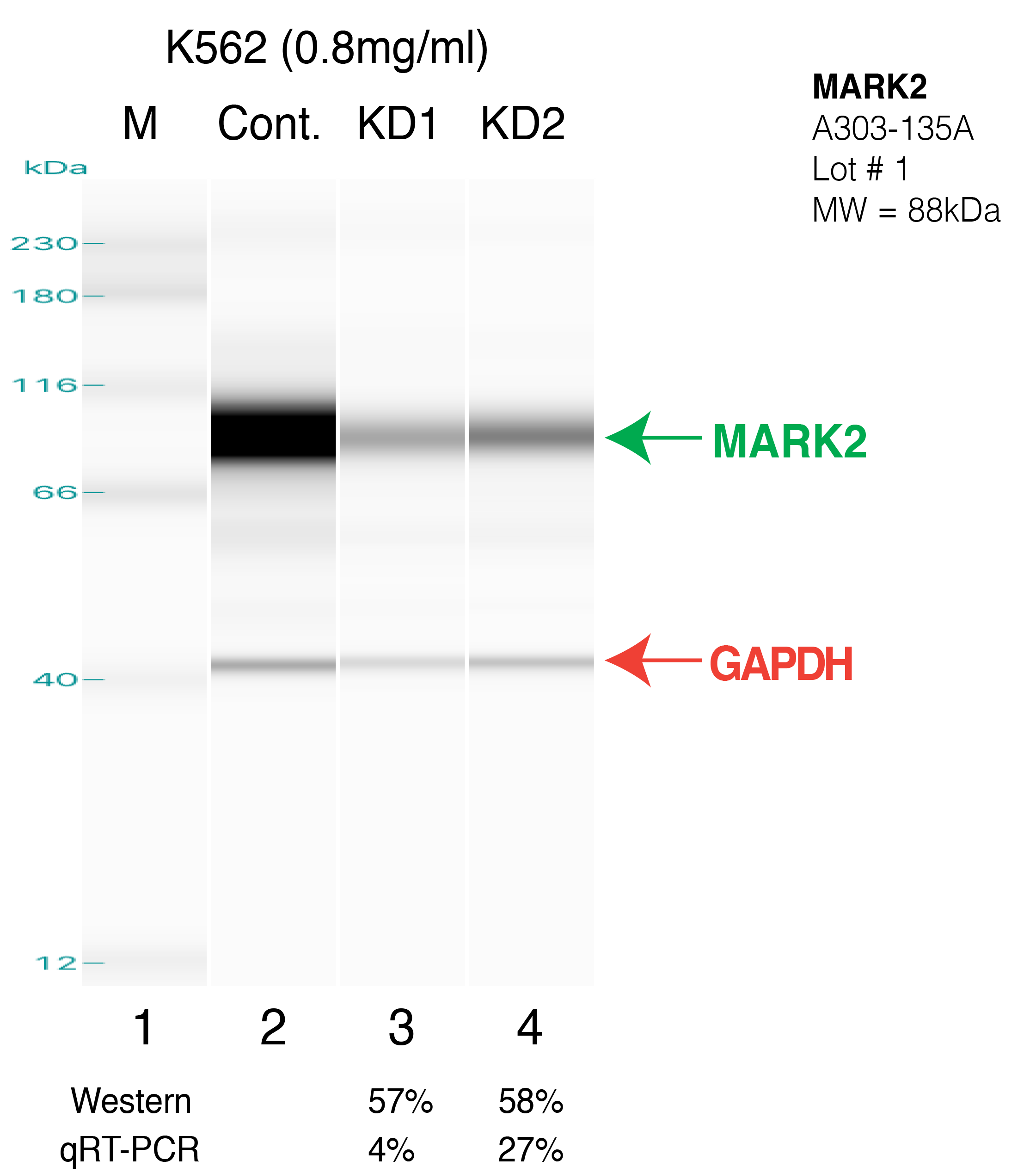 MARK2-K562.png<br>Caption: Western blot following shRNA against MARK2MARK2 specific antibody. Lane 1 is a ladder, lane 2 is K562 non-targeting control knockdown, lane 3 and 4 are two different shRNA against MARK2MARK2 protein appears as the green arrow, GAPDH serves as a control and appears in red arrow.