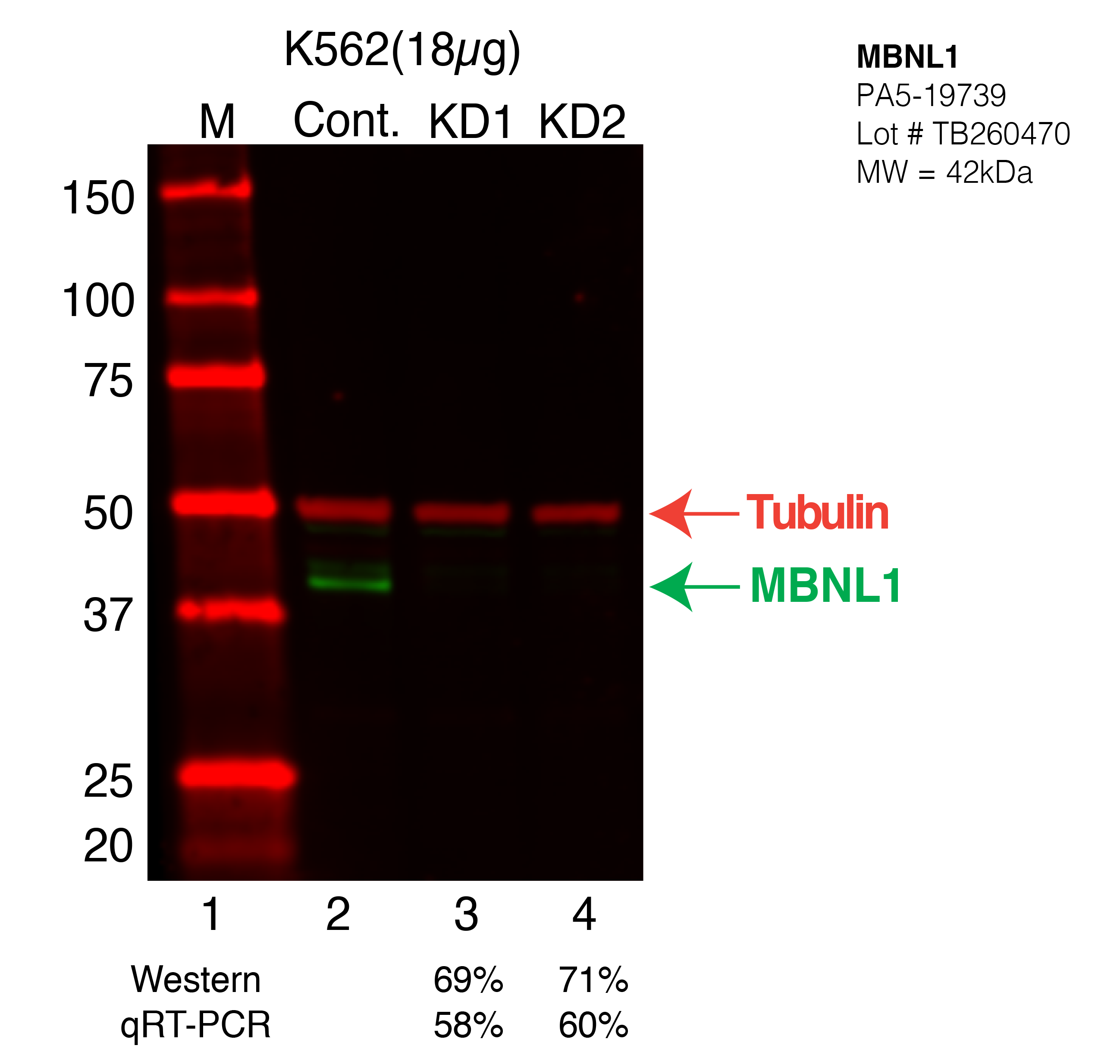 MBNL1-K562-PA5-19739.png<br>Caption: Western blot following shRNA against MBNL1 in K562 whole cell lysate using MBNL1 specific antibody. Lane 1 is a ladder, lane 2 is K562 non-targeting control knockdown, lane 3 and 4 are two different shRNA against MBNL1. MBNL1 protein appears as the green arrow, Tubulin serves as a control and appears in red arrow.