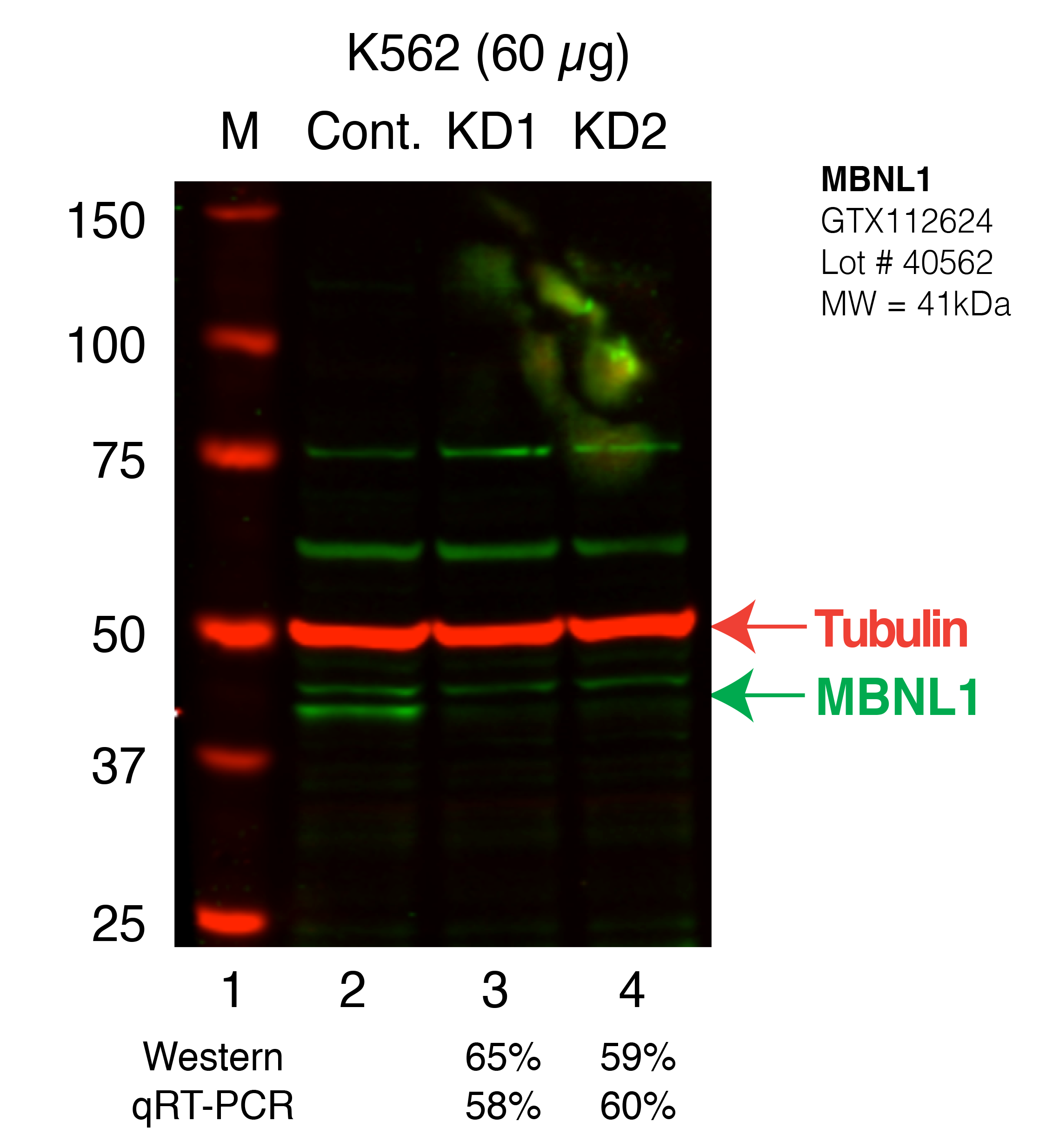 MBNL1-K562_Secondary_Western.png<br>Caption: Western blot following shRNA against MBNL1 in K562 whole cell lysate using MBNL1 specific antibody. Lane 1 is a ladder, lane 2 is K562 non-targeting control knockdown, lane 3 and 4 are two different shRNAs against MBNL1.MBNL1 protein appears as the green band, Tubulin serves as a control and appears in red.