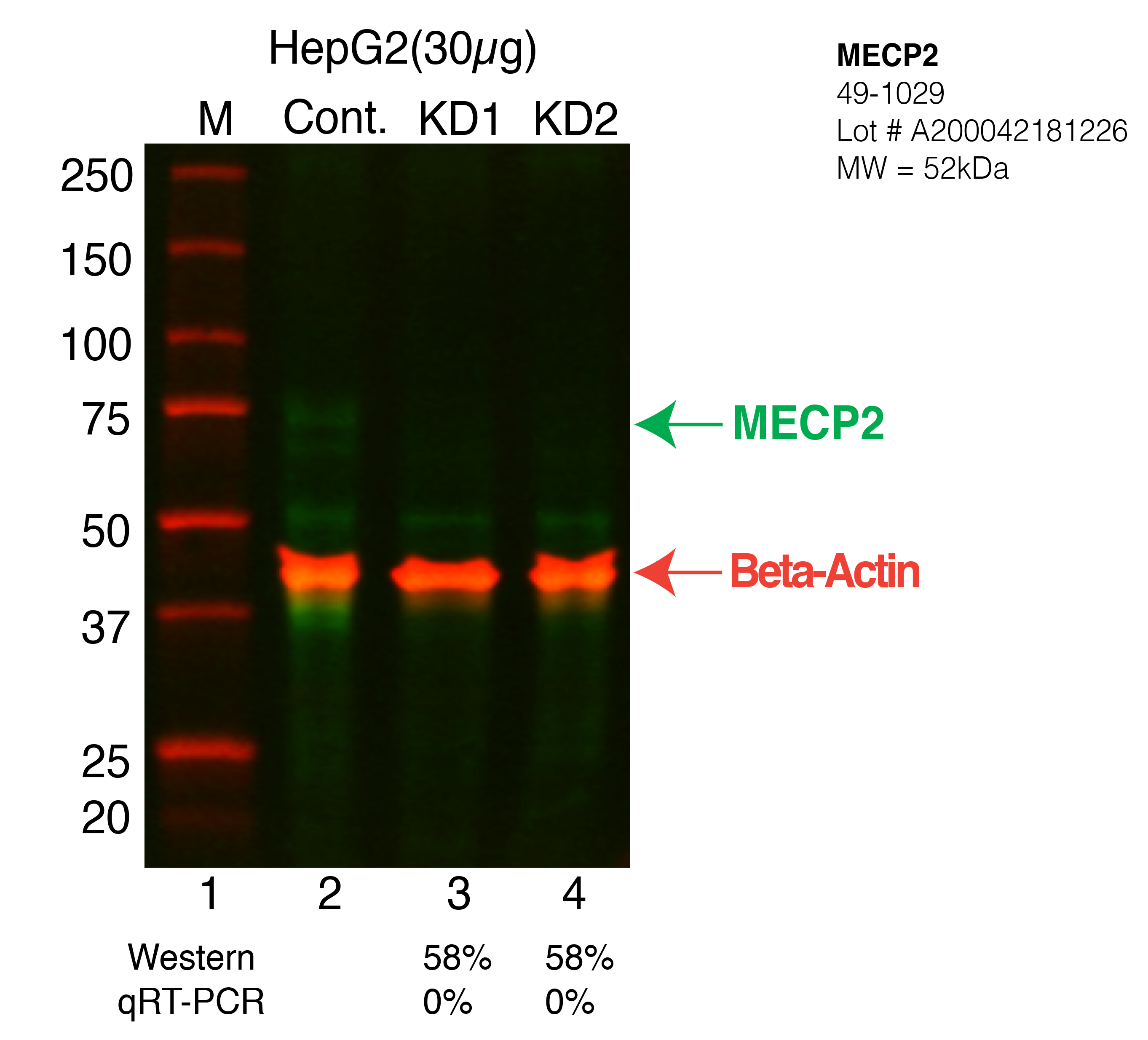 MECP2-HEPG2-CRISPR-49-1029.png<br>Caption: Western blot following CRISPR against MECP2 in HepG2 whole cell lysate using MECP2 specific antibody. Lane 1 is a ladder, lane 2 is HepG2 non-targeting control knockdown, lane 3 and 4 are two different CRISPR against MECP2. MECP2 protein appears as the green arrow, Beta-actin serves as a control and appears in red arrow.