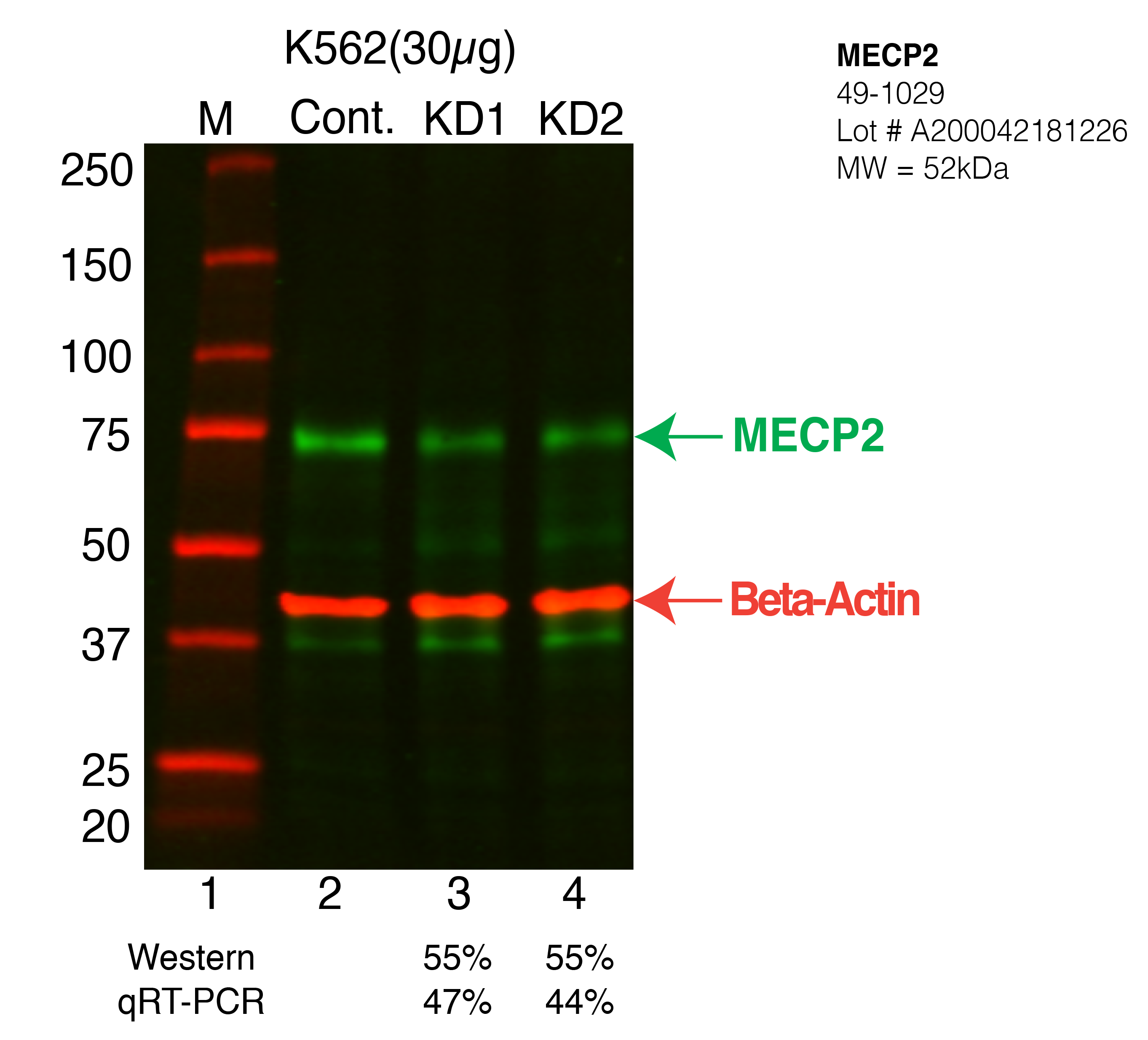 MECP2-K562-CRISPR-49-1029.png<br>Caption: Western blot following CRISPR against MECP2 in K562 whole cell lysate using MECP2 specific antibody. Lane 1 is a ladder, lane 2 is K562 non-targeting control knockdown, lane 3 and 4 are two different CRISPR against MECP2. MECP2 protein appears as the green arrow, Beta-actin serves as a control and appears in red arrow.