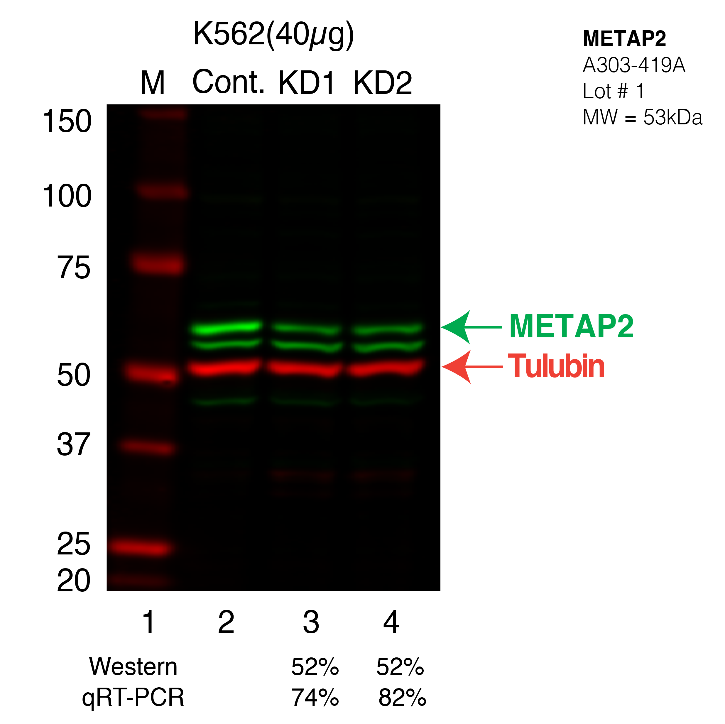 METAP2-K562.png<br>Caption: Western blot following shRNA against METAP2 in K562 whole cell lysate using METAP2 specific antibody. Lane 1 is a ladder, lane 2 is K562 non-targeting control knockdown, lane 3 and 4 are two different shRNA against METAP2.METAP2 protein appears as the green band, Tubulin serves as a control and appears in red.