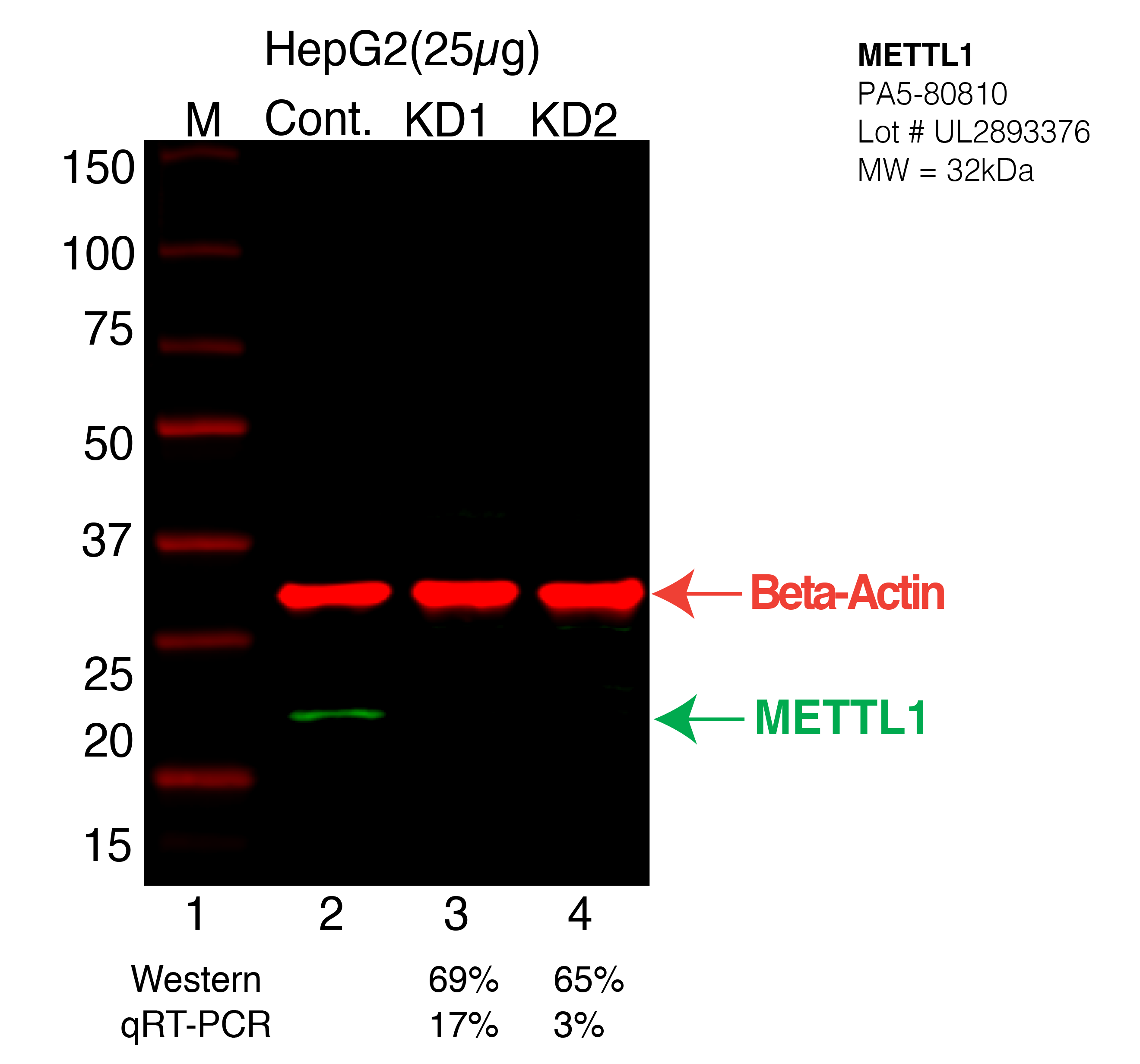 METTL1-HEPG2-CRISPR-PA5-80810.png<br>Caption: Western blot following CRISPR against METTL1 in HepG2 whole cell lysate using METTL1 specific antibody. Lane 1 is a ladder, lane 2 is HepG2 non-targeting control knockdown, lane 3 and 4 are two different CRISPR against METTL1. METTL1 protein appears as the green arrow, Beta-actin serves as a control and appears in red arrow.