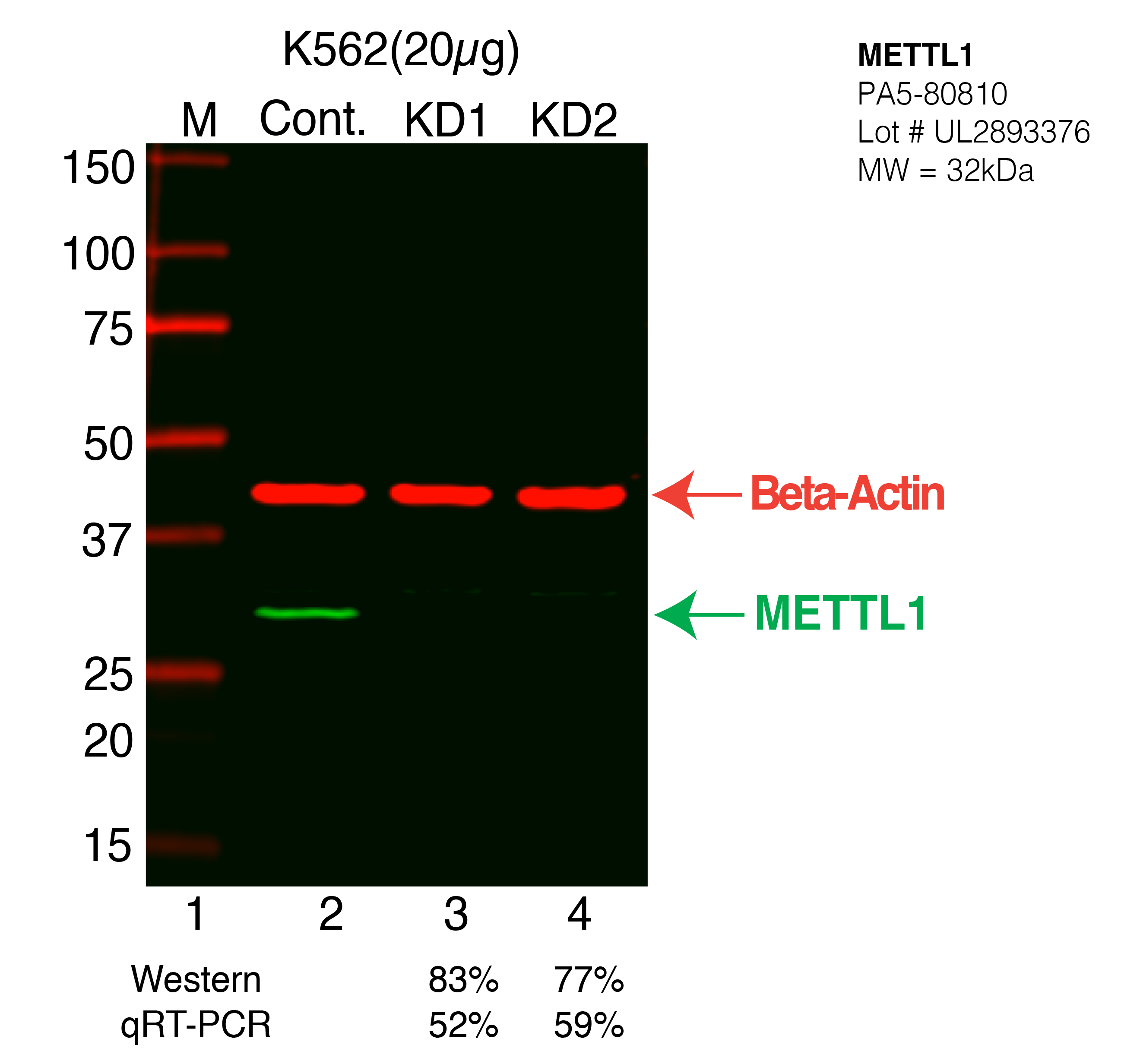 METTL1-K562-CRISPR-PA5-80810.png<br>Caption: Western blot following CRISPR against METTL1 in K562 whole cell lysate using METTL1 specific antibody. Lane 1 is a ladder, lane 2 is K562 non-targeting control knockdown, lane 3 and 4 are two different CRISPR against METTL1. METTL1 protein appears as the green arrow, Beta-actin serves as a control and appears in red arrow.