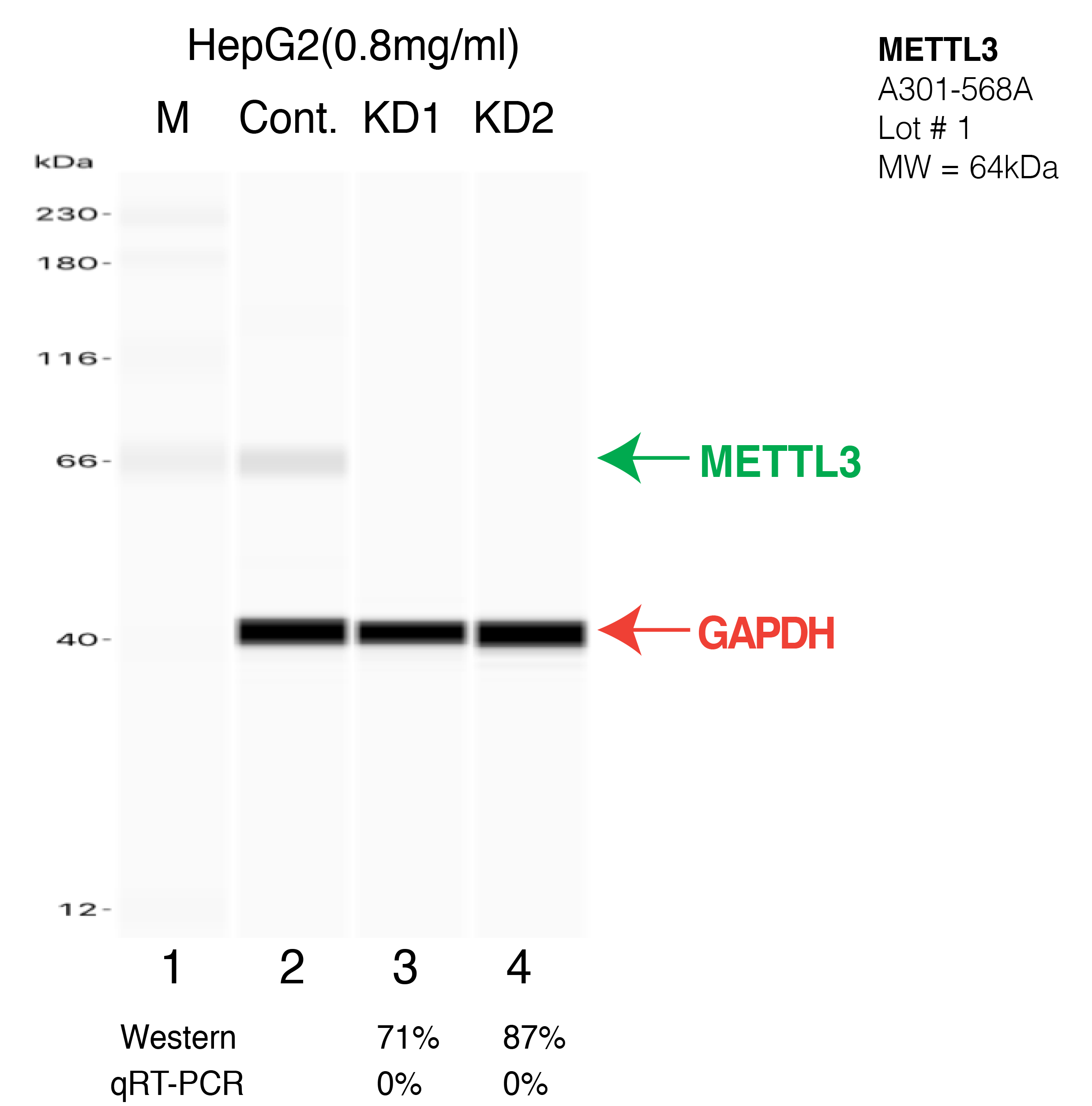 METTL3-HEPG2-CRISPR-A301-568A.png<br>Caption: Western blot following CRISPR against METTL3 in HepG2 whole cell lysate using METTL3 specific antibody. Lane 1 is a ladder, lane 2 is HepG2 non-targeting control knockdown, lane 3 and 4 are two different CRISPR against METTL3. METTL3 protein appears as the green arrow, GAPDH serves as a control and appears in red arrow.