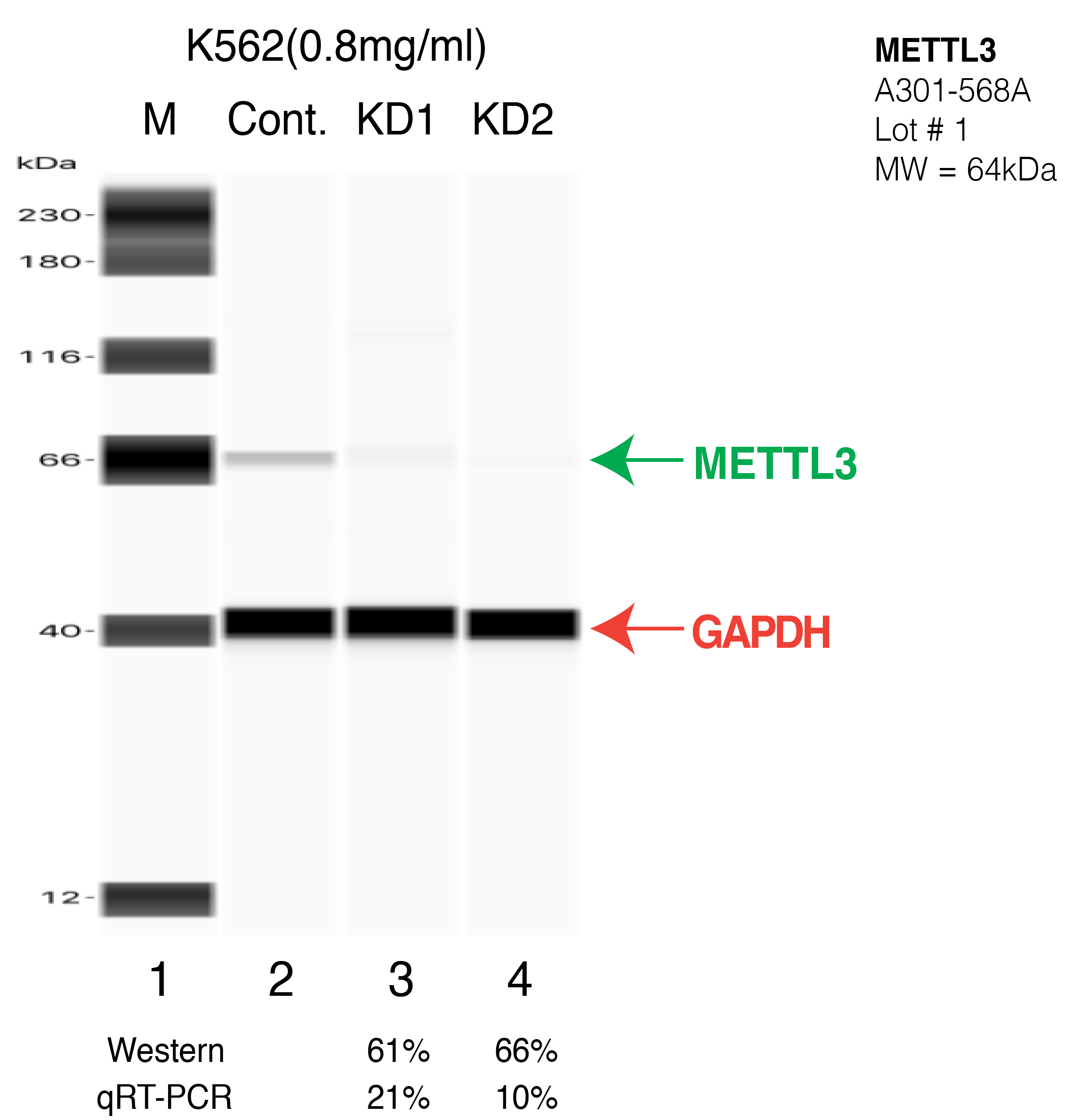 METTL3-K562-CRISPR-A301-568A.png<br>Caption: Western blot following CRISPR against METTL3 in K562 whole cell lysate using METTL3 specific antibody. Lane 1 is a ladder, lane 2 is K562 non-targeting control knockdown, lane 3 and 4 are two different CRISPR against METTL3. METTL3 protein appears as the green arrow, GAPDH serves as a control and appears in red arrow.