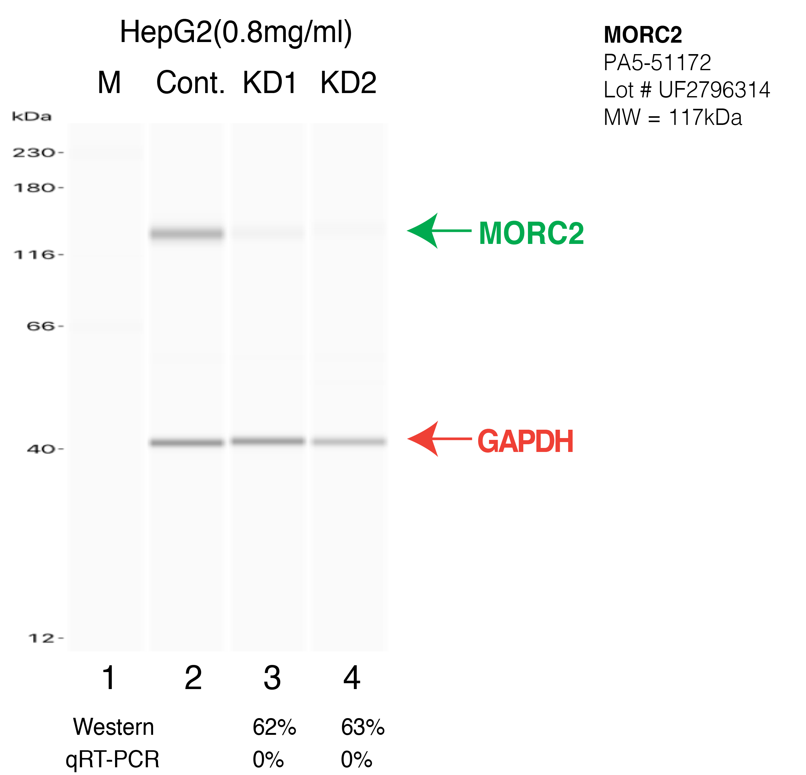 MORC2-HEPG2-CRISPR-PA5-51172.png<br>Caption: Western blot following CRISPR against MORC2 in HepG2 whole cell lysate using MORC2 specific antibody. Lane 1 is a ladder, lane 2 is HepG2 non-targeting control knockdown, lane 3 and 4 are two different CRISPR against MORC2. MORC2 protein appears as the green arrow, GAPDH serves as a control and appears in red arrow.