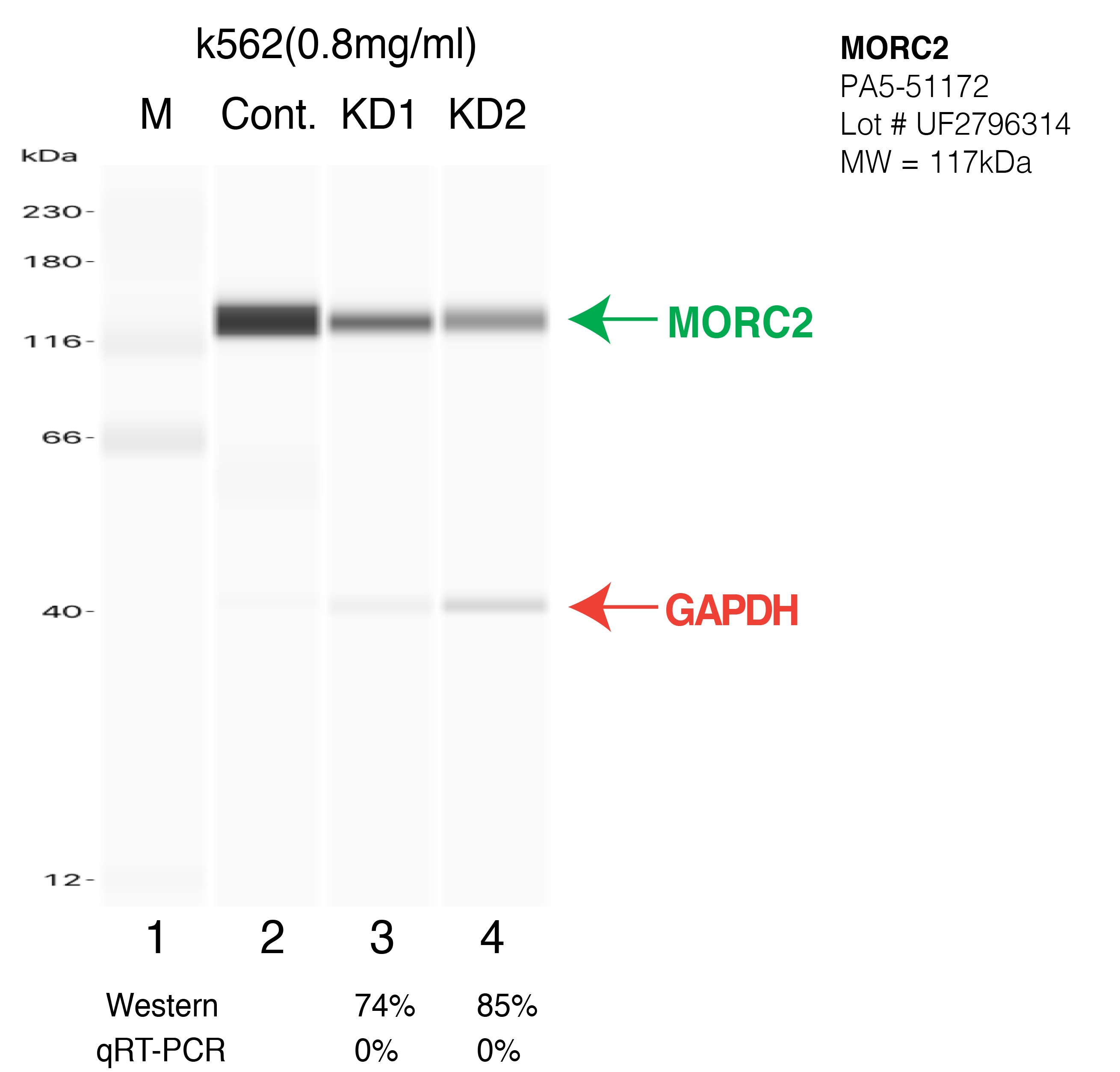 MORC2-k562-CRISPR-PA5-51172.png<br>Caption: Western blot following CRISPR against MORC2 in K562 whole cell lysate using MORC2 specific antibody. Lane 1 is a ladder, lane 2 is K562 non-targeting control knockdown, lane 3 and 4 are two different CRISPR against MORC2. MORC2 protein appears as the green arrow, GAPDH serves as a control and appears in red arrow.