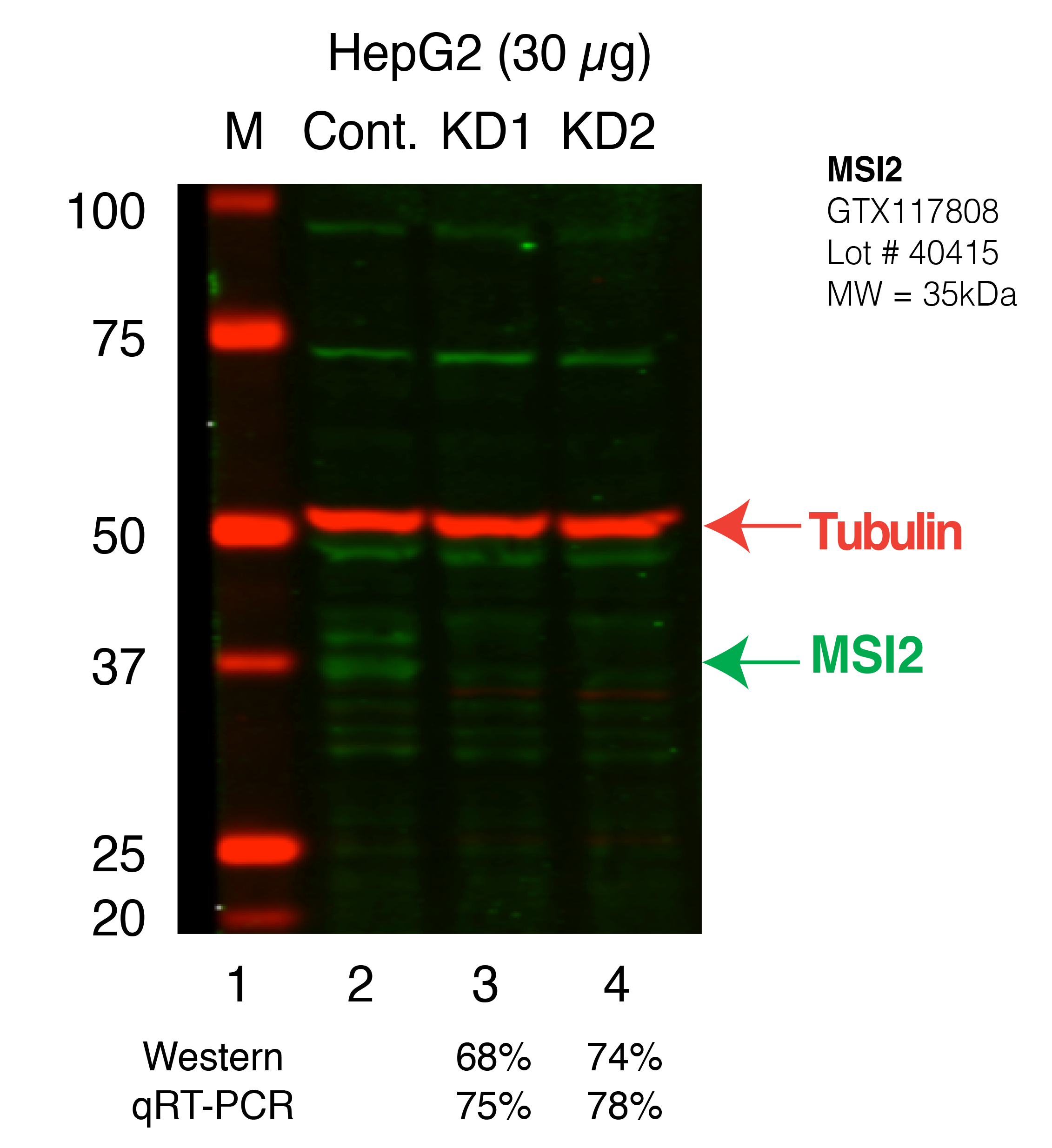 MSI2-HEPG2_Secondary_Western.png<br>Caption: Western blot following shRNA against MSI2 in HepG2 whole cell lysate using MSI2 specific antibody. Lane 1 is a ladder, lane 2 is HepG2 non-targeting control knockdown, lane 3 and 4 are two different shRNAs against MSI2.MSI2 protein appears as the green band, Tubulin serves as a control and appears in red.