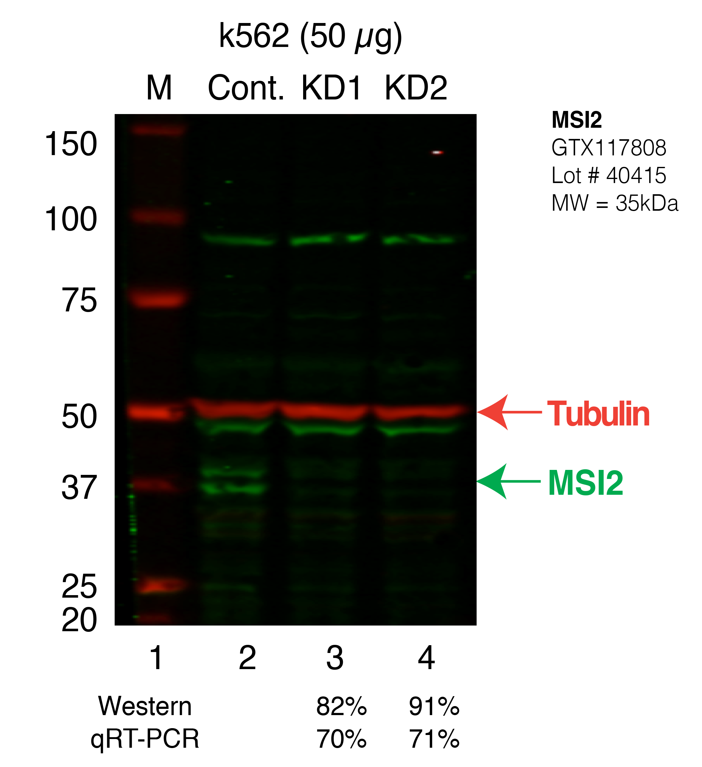 MSI2_Secondary_Western.png<br>Caption: Western blot following shRNA against MSI2 in K562 whole cell lysate using MSI2 specific antibody. Lane 1 is a ladder, lane 2 is K562 non-targeting control knockdown, lane 3 and 4 are two different shRNAs against MSI2. MSI2 protein appears as the green band, Tubulin serves as a control and appears in red.