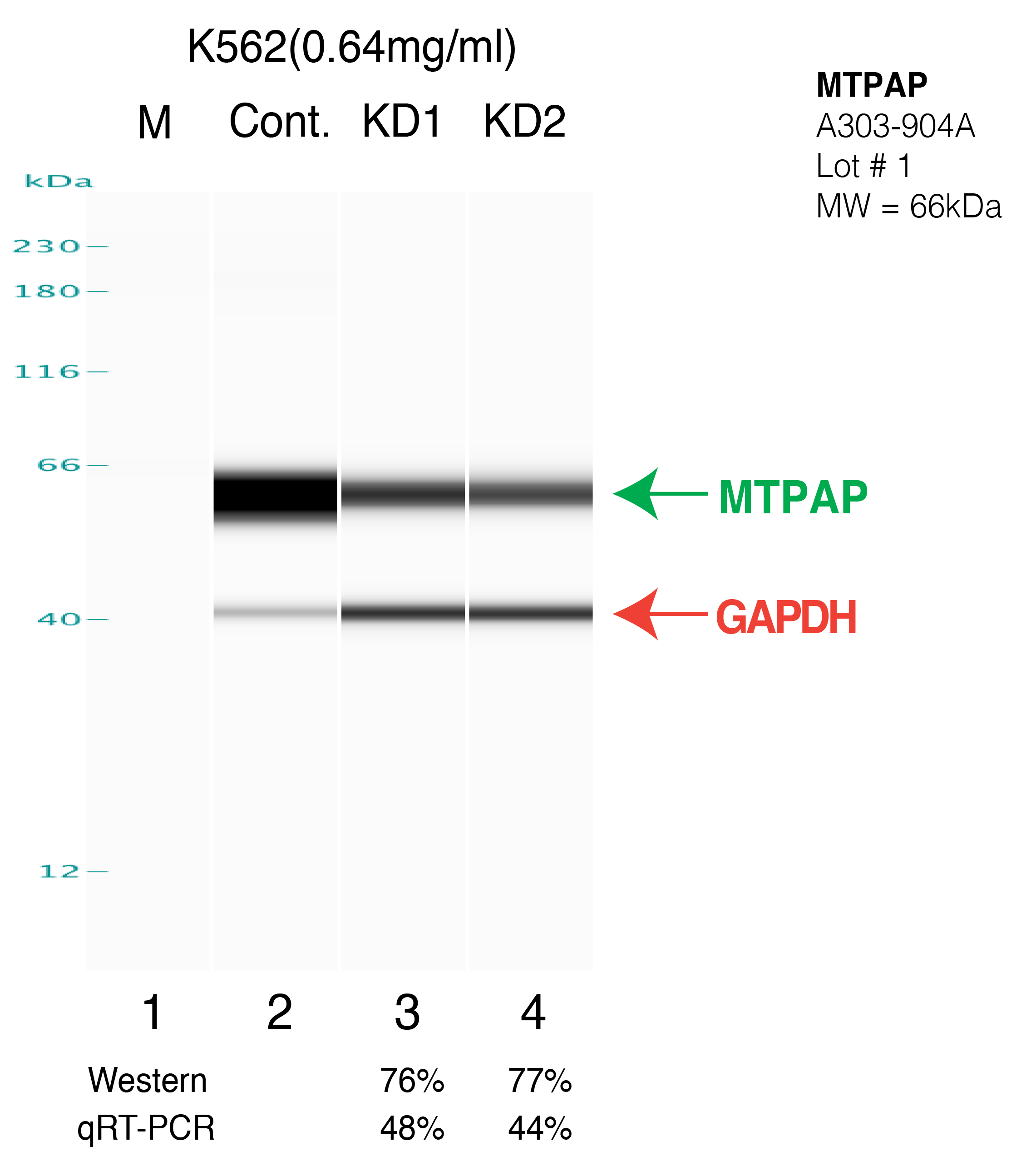 MTPAP-K562.png<br>Caption: Western blot following shRNA against MTPAP in K562 whole cell lysate using MTPAP specific antibody. Lane 1 is a ladder, lane 2 is K562 non-targeting control knockdown, lane 3 and 4 are two different shRNAs against MTPAP. MTPAP protein appears as the green arrow, GAPDH serves as a control and appears in red arrow.