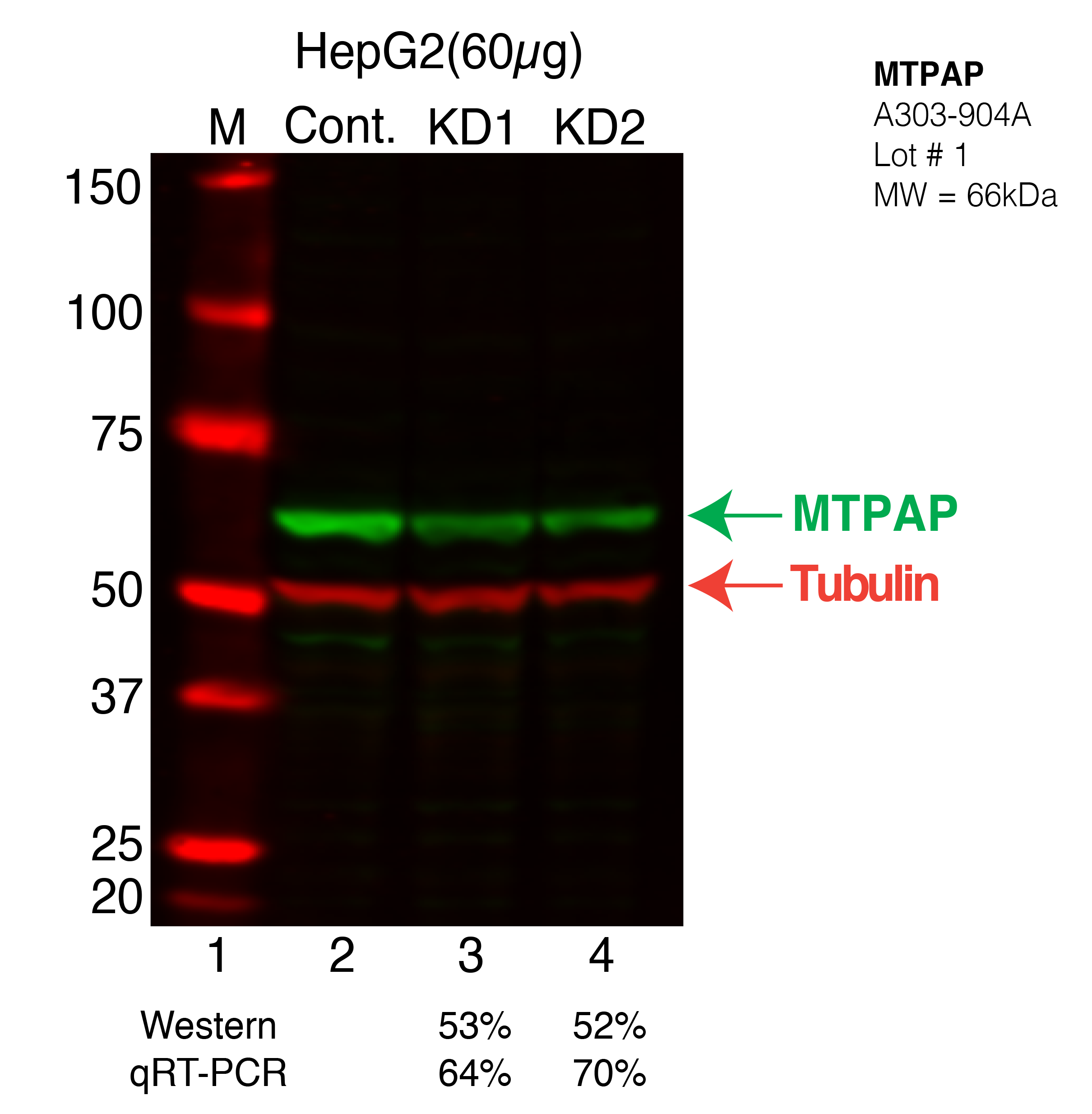 MTPAP-hepg2.png<br>Caption: Western blot following shRNA against MTPAP in HepG2 whole cell lysate using MTPAP specific antibody. Lane 1 is a ladder, lane 2 is HepG2 non-targeting control knockdown, lane 3 and 4 are two different shRNAs against MTPAP.MTPAP protein appears as the green band, Tubulin serves as a control and appears in red.