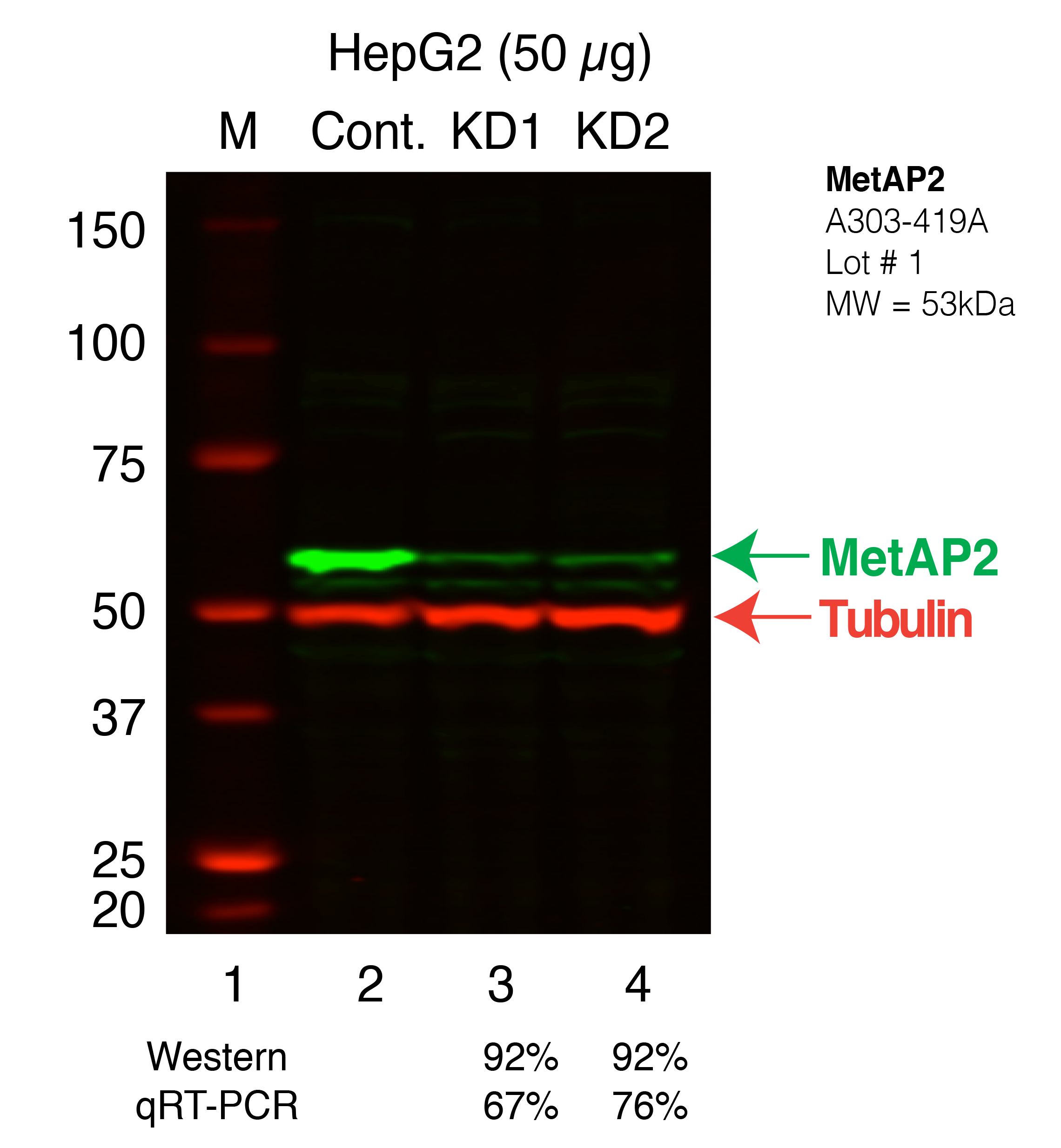 MetAP2_Secondary_Western.png<br>Caption: Western blot following shRNA against MetAP2 in HepG2 whole cell lysate using MetAP2 specific antibody. Lane 1 is a ladder, lane 2 is HepG2 non-targeting control knockdown, lane 3 and 4 are two different shRNAs against MetAP2. MetAP2 protein appears as the green band, Tubulin serves as a control and appears in red.