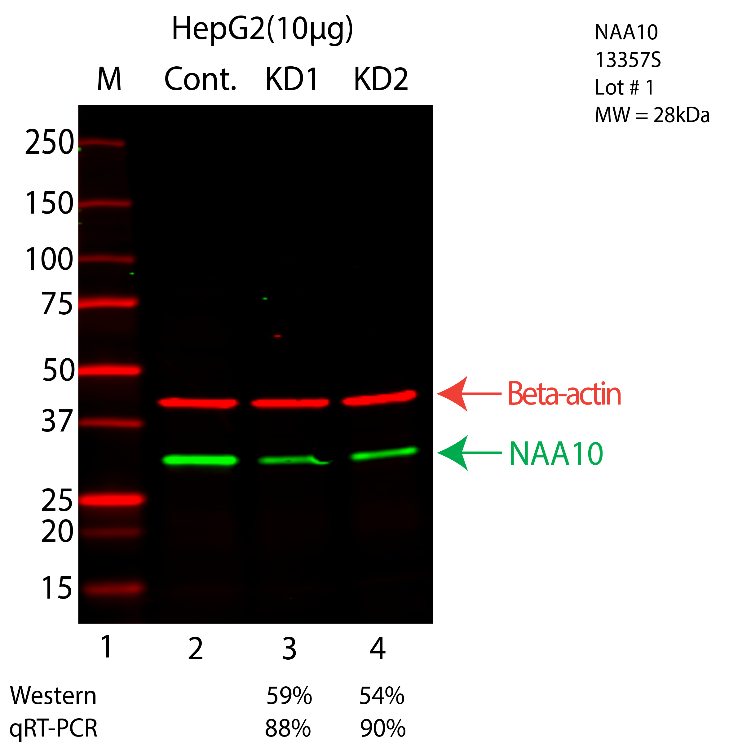 NAA10-HEPG2-CRISPR-13357S.png<br>Caption: Western blot following CRISPR against NAA10 in HepG2 whole cell lysate using NAA10 specific antibody. Lane 1 is a ladder, lane 2 is HepG2 non-targeting control knockdown, lane 3 and 4 are two different CRISPR against NAA10. NAA10 protein appears as the green arrow, Beta-actin serves as a control and appears in red arrow.