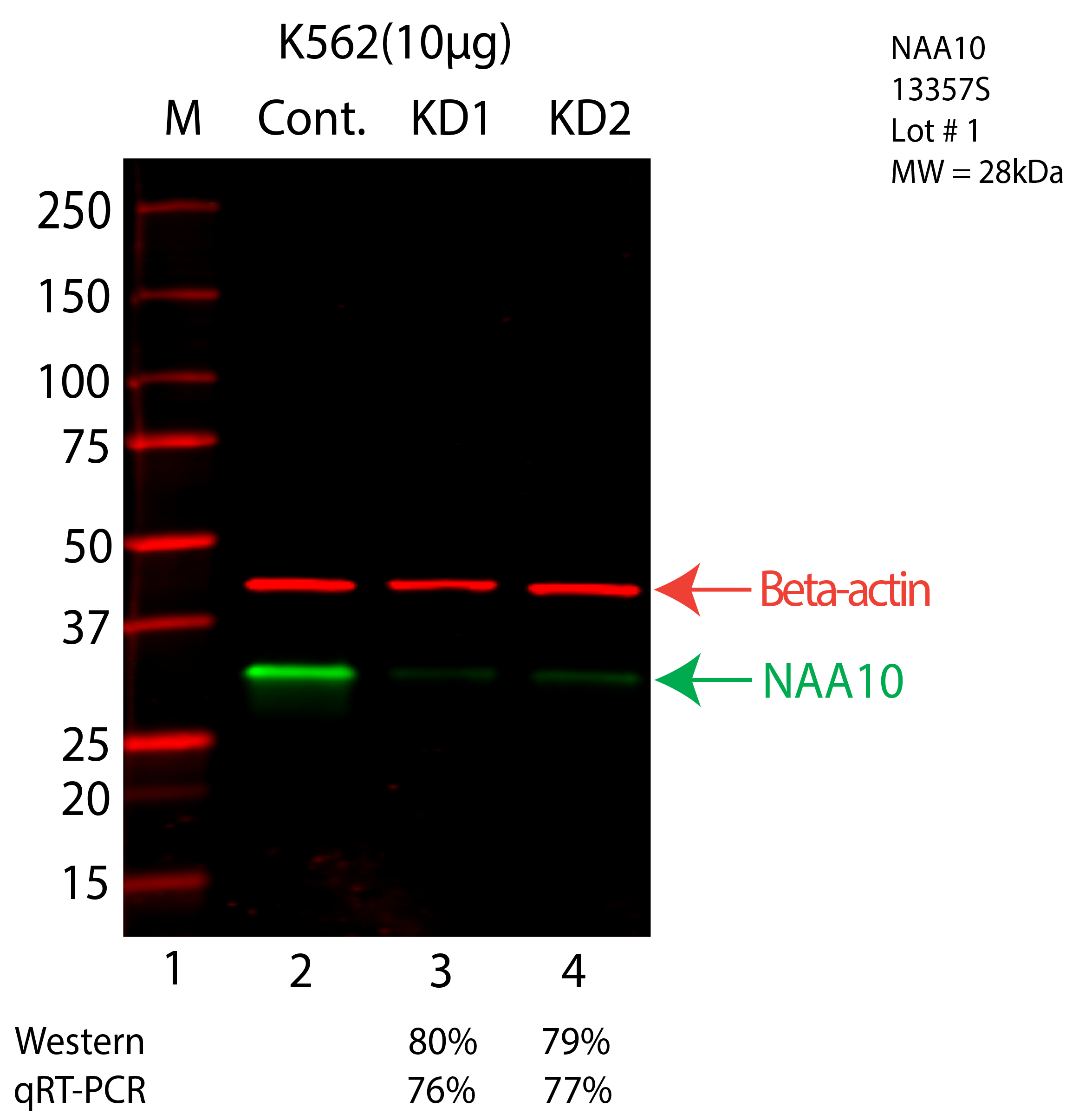 NAA10-K562-CRISPR-13357S.png<br>Caption: Western blot following CRISPR against NAA10 in K562 whole cell lysate using NAA10 specific antibody. Lane 1 is a ladder, lane 2 is K562 non-targeting control knockdown, lane 3 and 4 are two different CRISPR against NAA10. NAA10 protein appears as the green arrow, Beta-actin serves as a control and appears in red arrow.