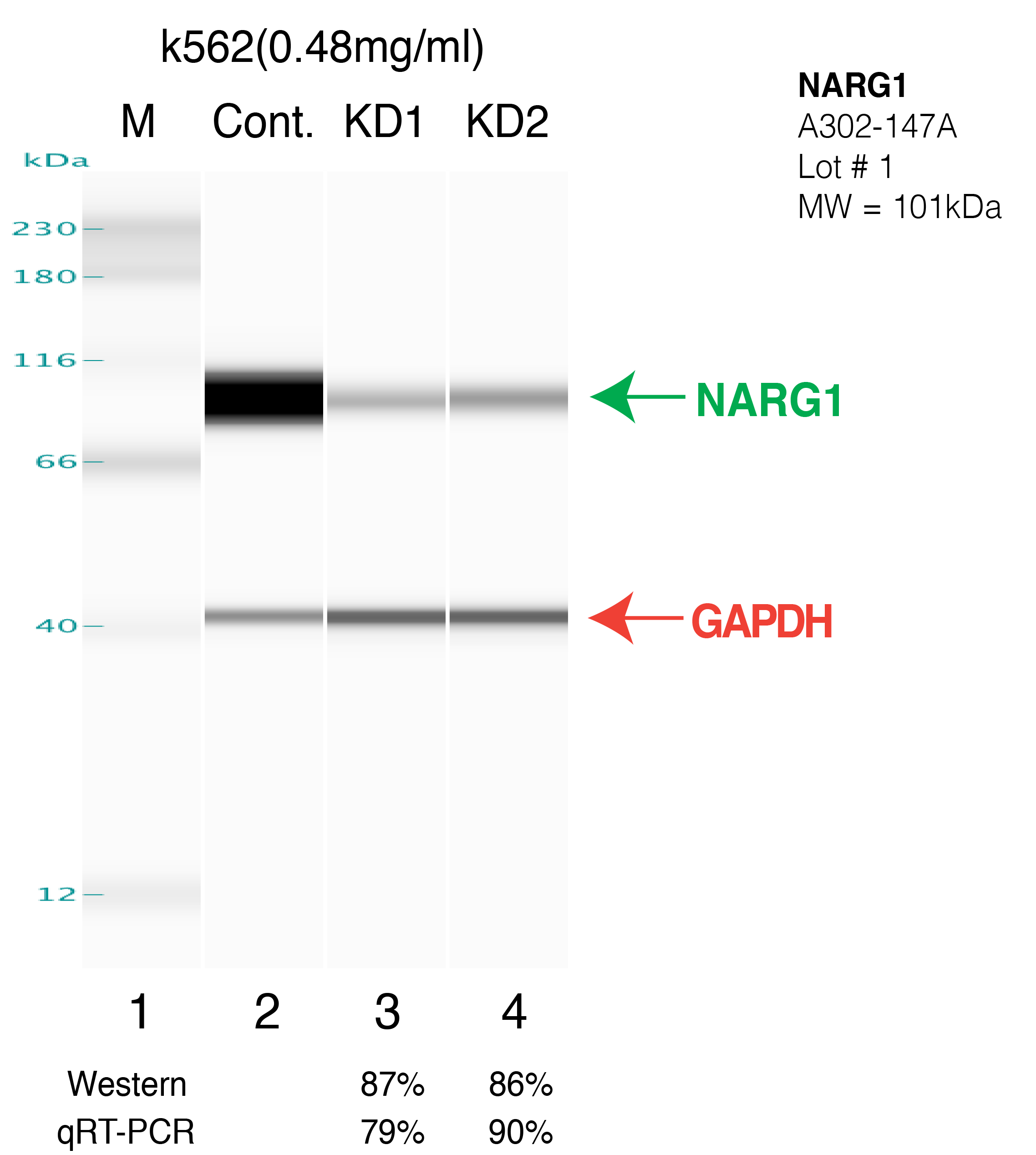 NARG1-K562.png<br>Caption: Western blot following shRNA against NARG1 in K562 whole cell lysate using NARG1 specific antibody. Lane 1 is a ladder, lane 2 is K562 non-targeting control knockdown, lane 3 and 4 are two different shRNAs against NARG1. NARG1 protein appears as the green arrow, GAPDH serves as a control and appears in red arrow.