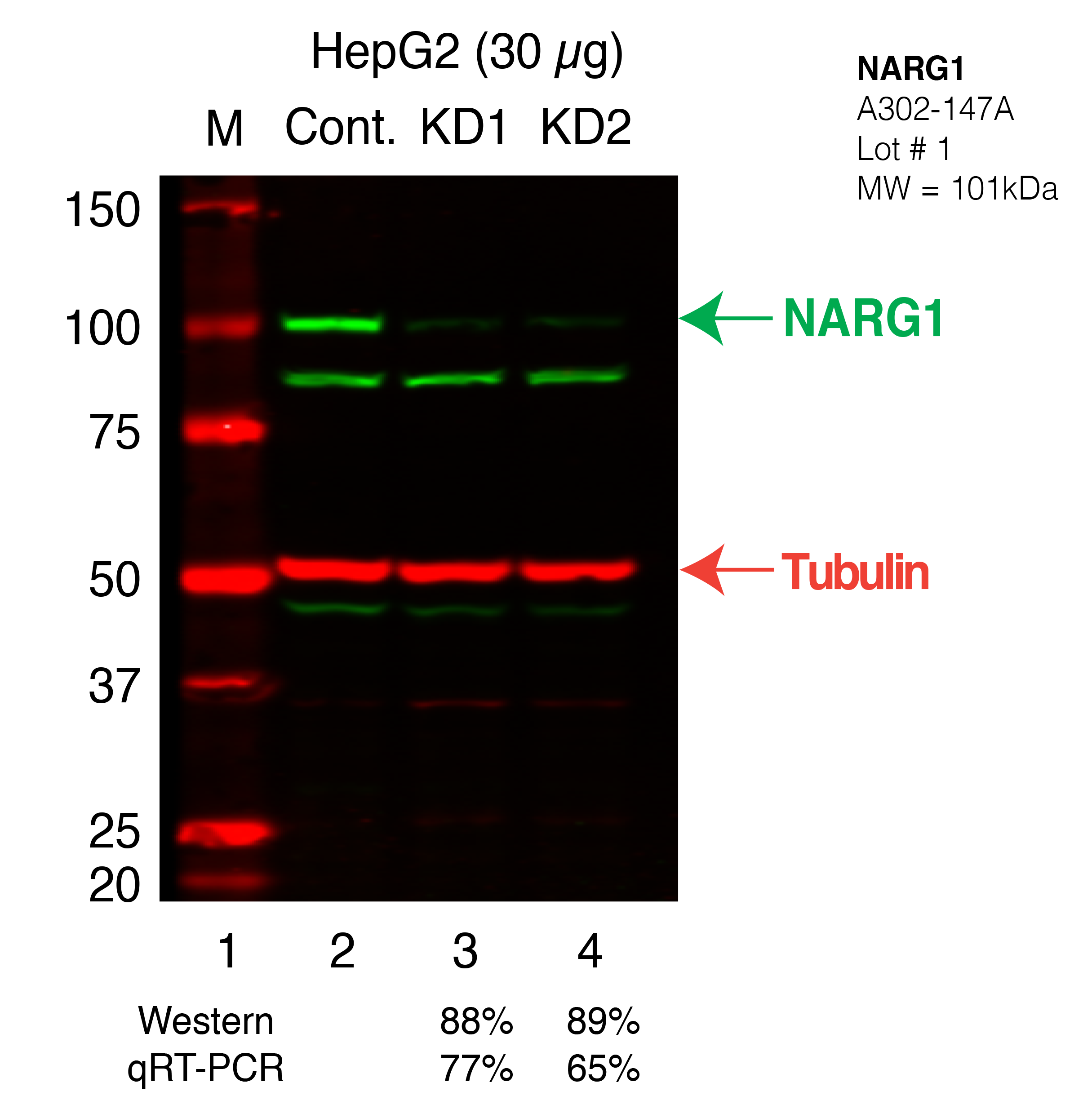 NARG1_NAA15-HEPG2_Secondary_Western.png<br>Caption: Western blot following shRNA against NAA15 in HepG2 whole cell lysate using NAA15 specific antibody. Lane 1 is a ladder, lane 2 is HepG2 non-targeting control knockdown, lane 3 and 4 are two different shRNAs against NAA15.NAA15 protein appears as the green band, Tubulin serves as a control and appears in red.