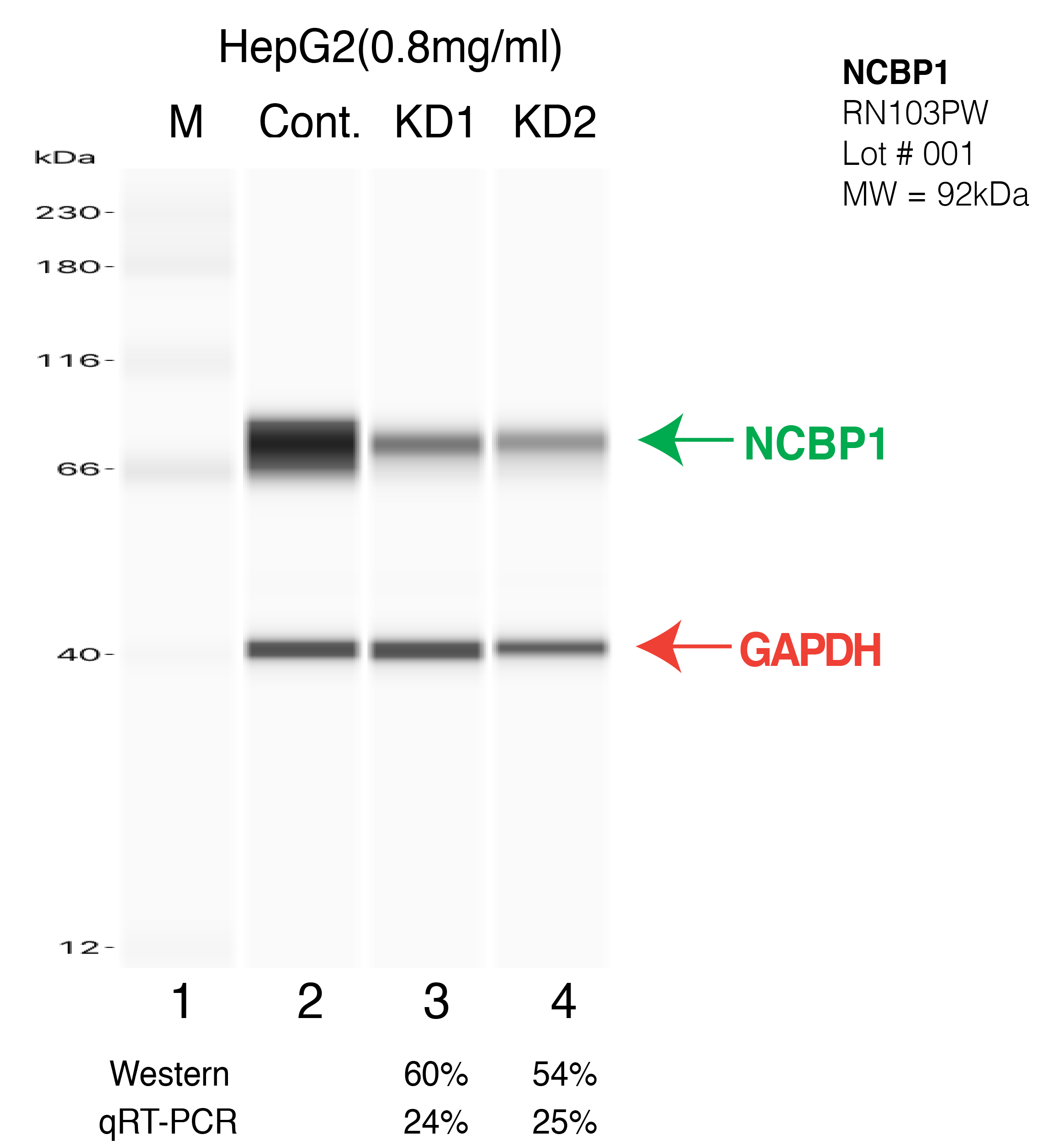 NCBP1-HEPG2-CRISPR.png<br>Caption: Western blot following CRISPR against NCBP1 in HepG2 whole cell lysate using NCBP1 specific antibody. Lane 1 is a ladder, lane 2 is HepG2 non-targeting control knockdown, lane 3 and 4 are two different CRISPR against NCBP1.NCBP1 protein appears as the green arrow, GAPDH serves as a control and appears in red arrow.