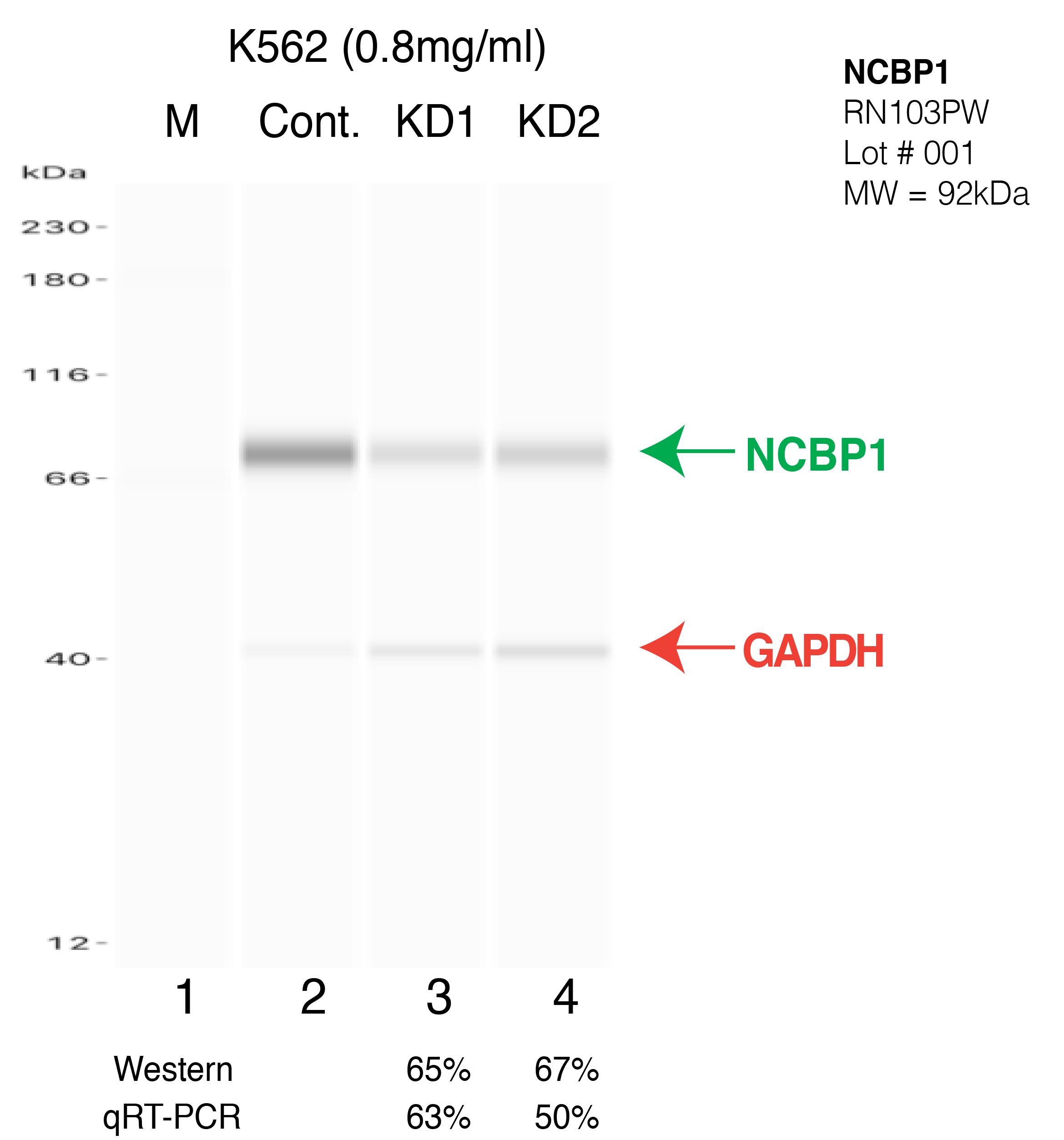 NCBP1-K562-CRISPR.png<br>Caption: Western blot following CRISPR against NCBP1 in K562 whole cell lysate using NCBP1 specific antibody. Lane 1 is a ladder, lane 2 is K562 non-targeting control knockdown, lane 3 and 4 are two different CRISPR against NCBP1. NCBP1 protein appears as the green arrow, GAPDH serves as a control and appears in red arrow.