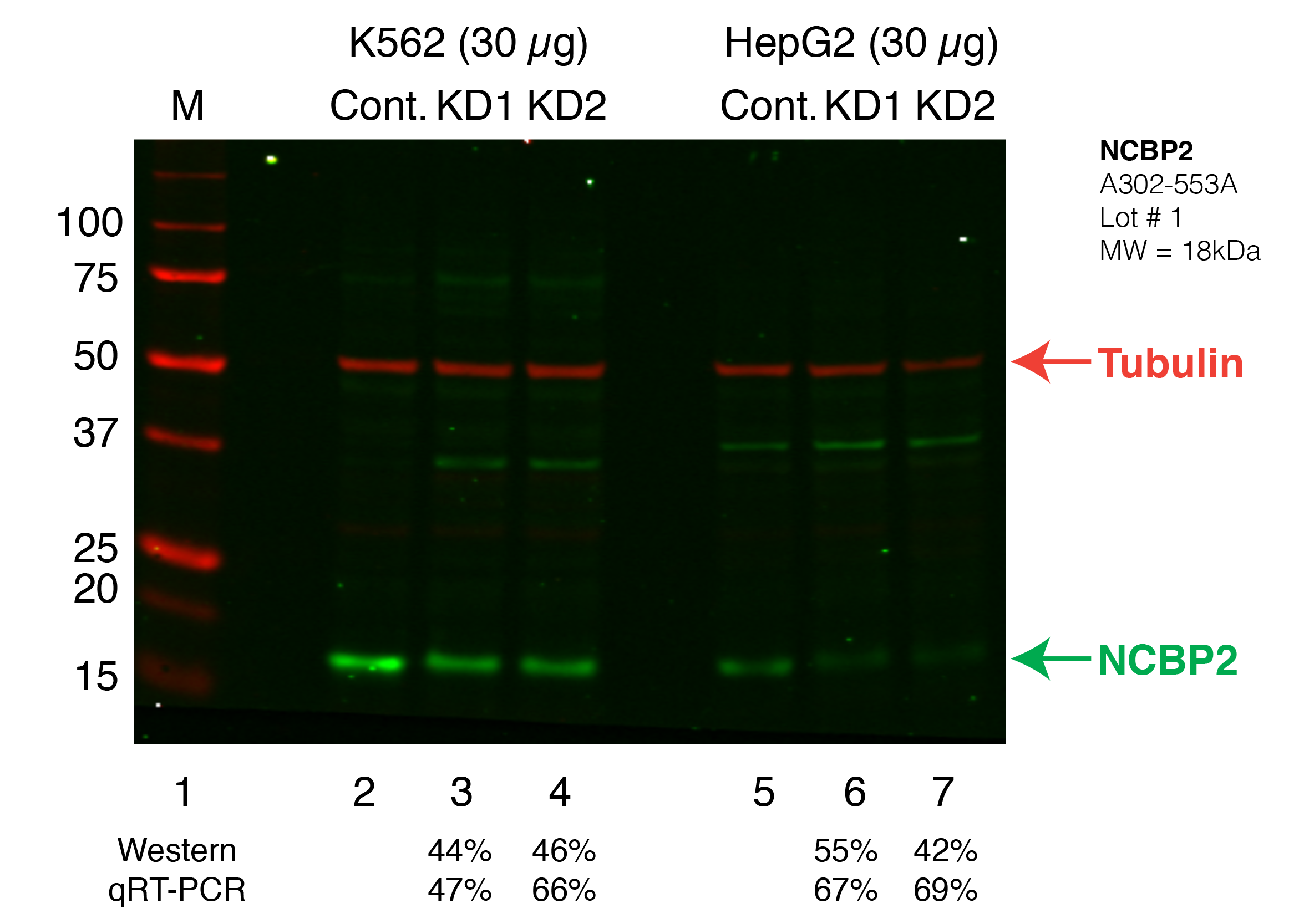 NCBP2_Secondary_Western.png<br>Caption: Western blot following shRNA against NCBP2 in K562 and HepG2 whole cell lysate using NCBP2 specific antibody. Lane 1 is a ladder, lane 2 is K562 non-targeting control knockdown, lane 2 and 3 are two different shRNAs against NCBP2. Lanes 5-7 follow the same pattern, but in HepG2. NCBP2 protein appears as the green band, GAPDH serves as a control and appears in red.