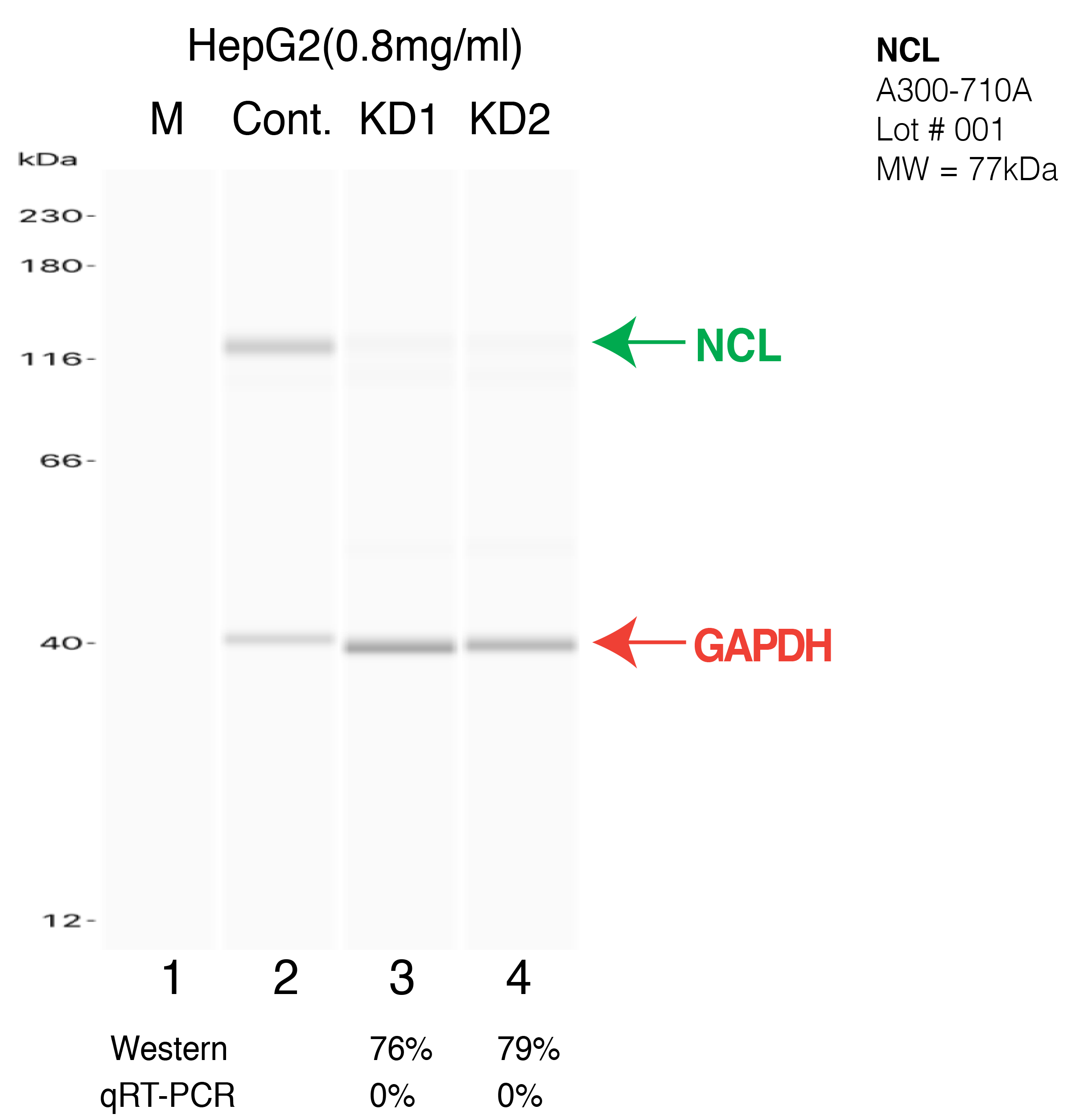 NCL-HEPG2-CRISPR-A300-710A.png<br>Caption: Western blot following CRISPR against NCL in HepG2 whole cell lysate using NCL specific antibody. Lane 1 is a ladder, lane 2 is HepG2 non-targeting control knockdown, lane 3 and 4 are two different CRISPR against NCL. NCL protein appears as the green arrow, GAPDH serves as a control and appears in red arrow.