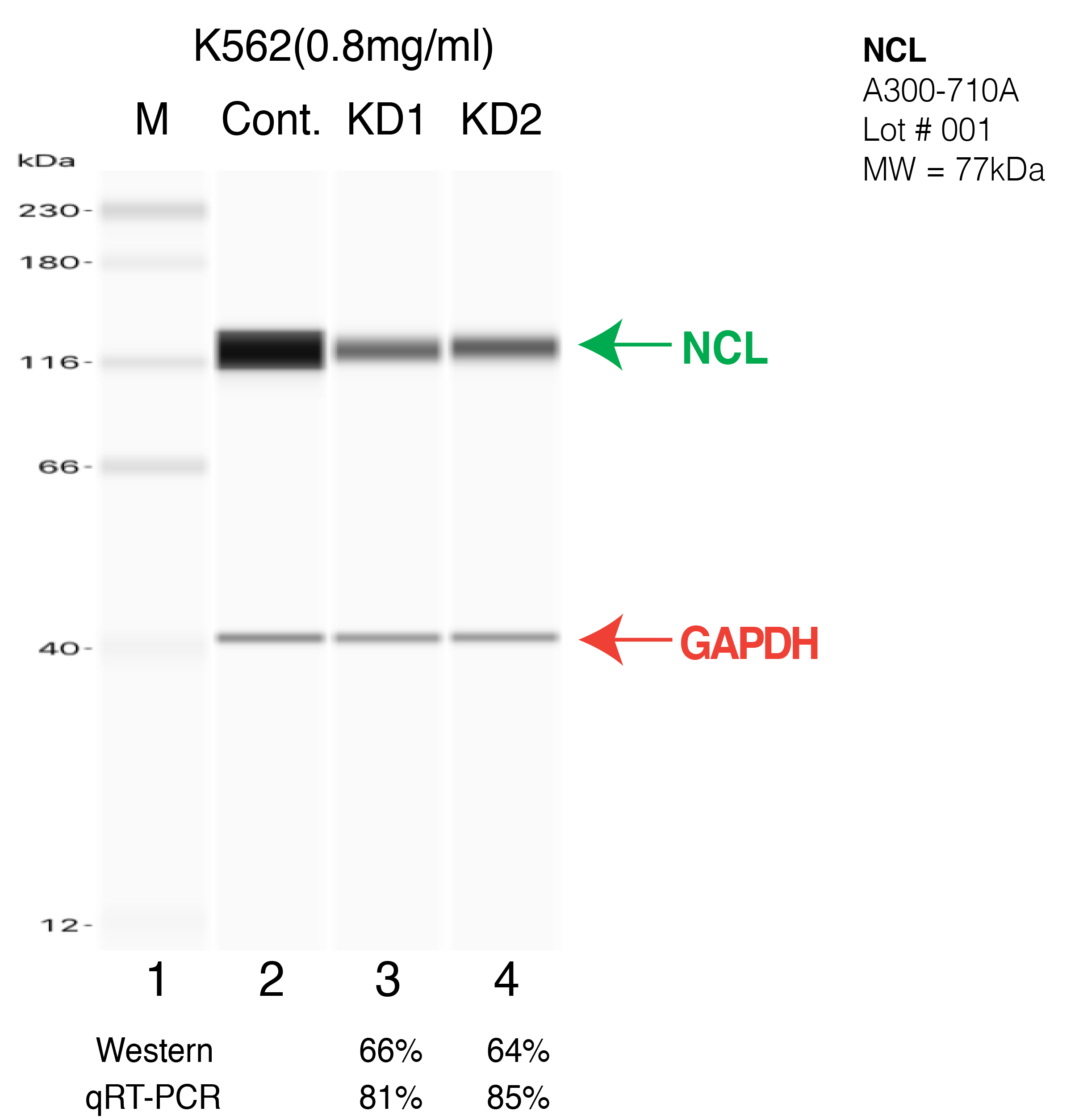 NCL-K562-CRISPR-A300-710A.png<br>Caption: Western blot following CRISPR against NCL in K562 whole cell lysate using NCL specific antibody. Lane 1 is a ladder, lane 2 is K562 non-targeting control knockdown, lane 3 and 4 are two different CRISPR against NCL. NCL protein appears as the green arrow, GAPDH serves as a control and appears in red arrow.