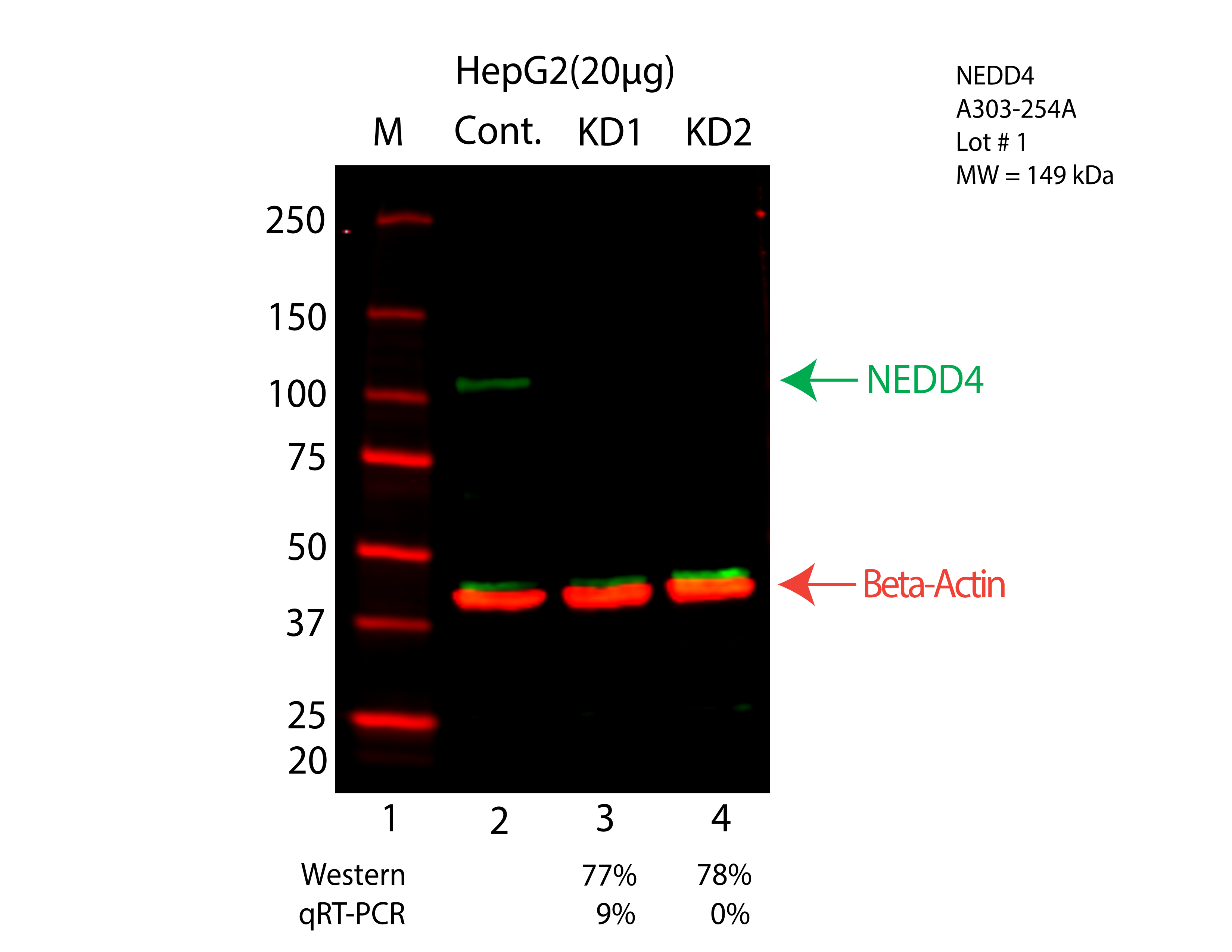 NEDD4-HEPG2-CRISPR-A303-254A-LICOR.png<br>Caption: Western blot following CRISPR against NEDD4 in HepG2 whole cell lysate using NEDD4 specific antibody. Lane 1 is a ladder, lane 2 is HepG2 non-targeting control knockdown, lane 3 and 4 are two different CRISPR against NEDD4. NEDD4 protein appears as the green arrow, Beta-actin serves as a control and appears in red arrow.