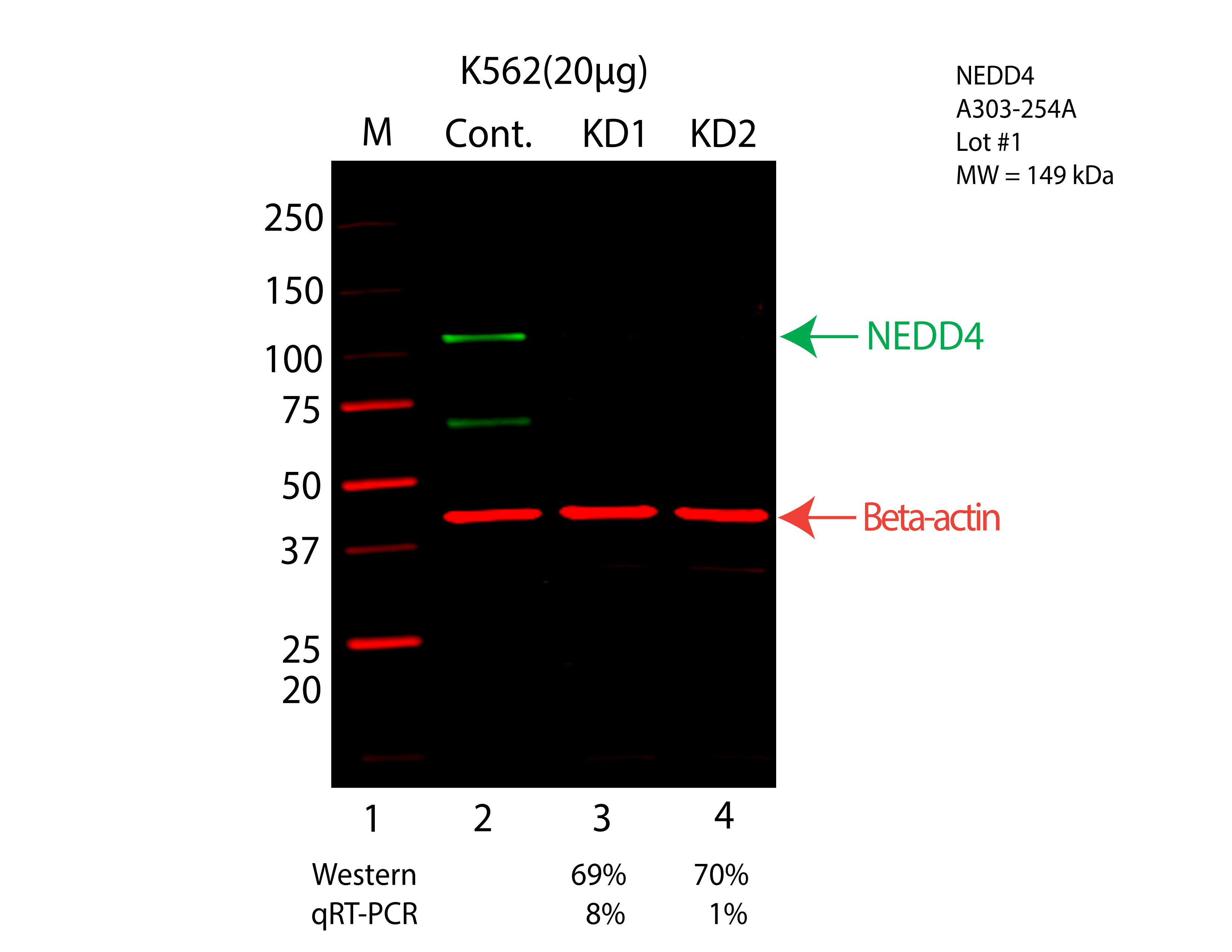 NEDD4-K562-CRISPR-A303-254A.png<br>Caption: Western blot following CRISPR against NEDD4 in K562 whole cell lysate using NEDD4 specific antibody. Lane 1 is a ladder, lane 2 is K562 non-targeting control knockdown, lane 3 and 4 are two different CRISPR against NEDD4. NEDD4 protein appears as the green arrow, Beta-actin serves as a control and appears in red arrow.