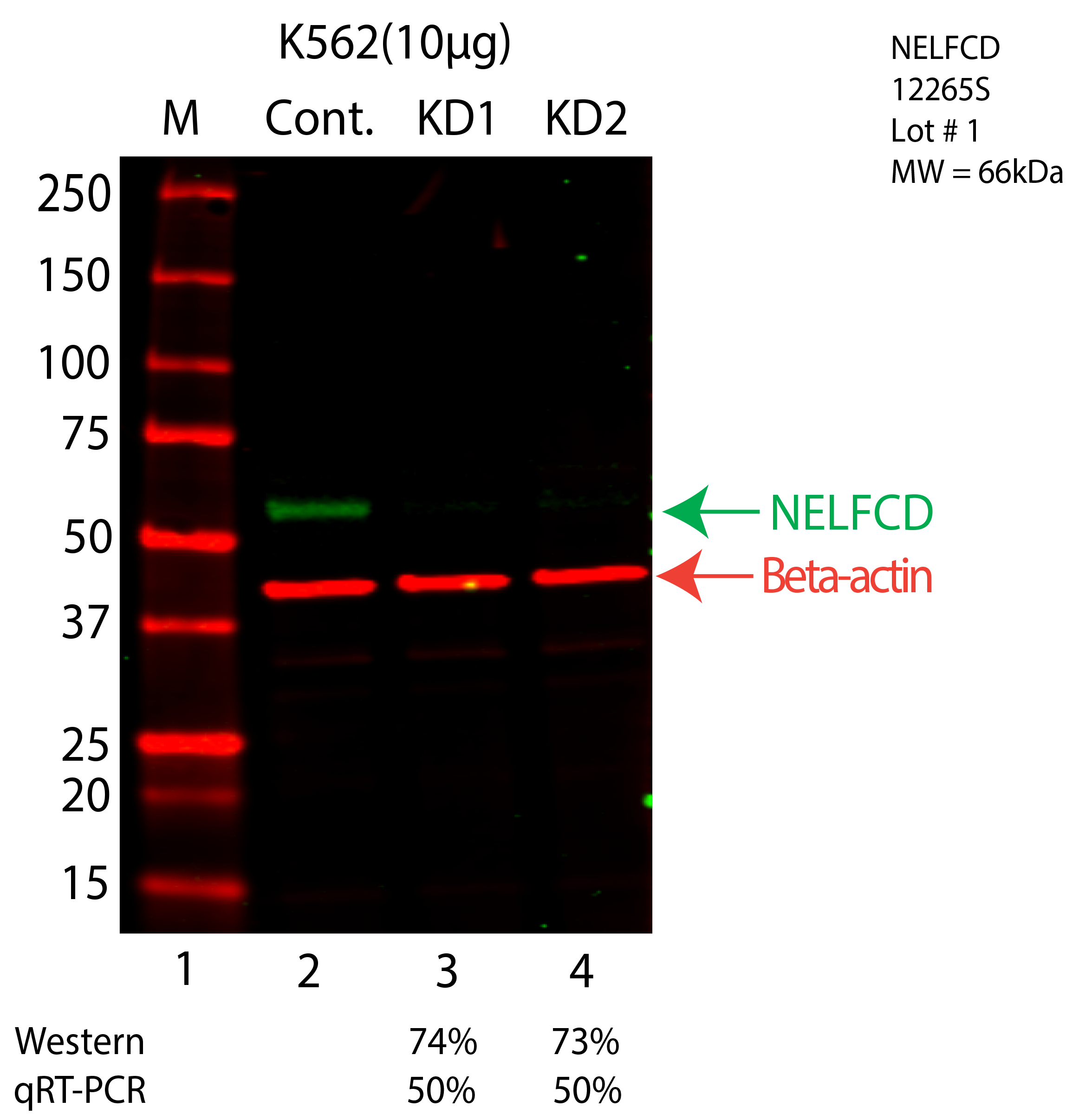 NELFCD-K562-CRISPR-12265S.png<br>Caption: Western blot following CRISPR against NELFCD in K562 whole cell lysate using NELFCD specific antibody. Lane 1 is a ladder, lane 2 is K562 non-targeting control knockdown, lane 3 and 4 are two different CRISPR against NELFCD. NELFCD protein appears as the green arrow, Beta-actin serves as a control and appears in red arrow.