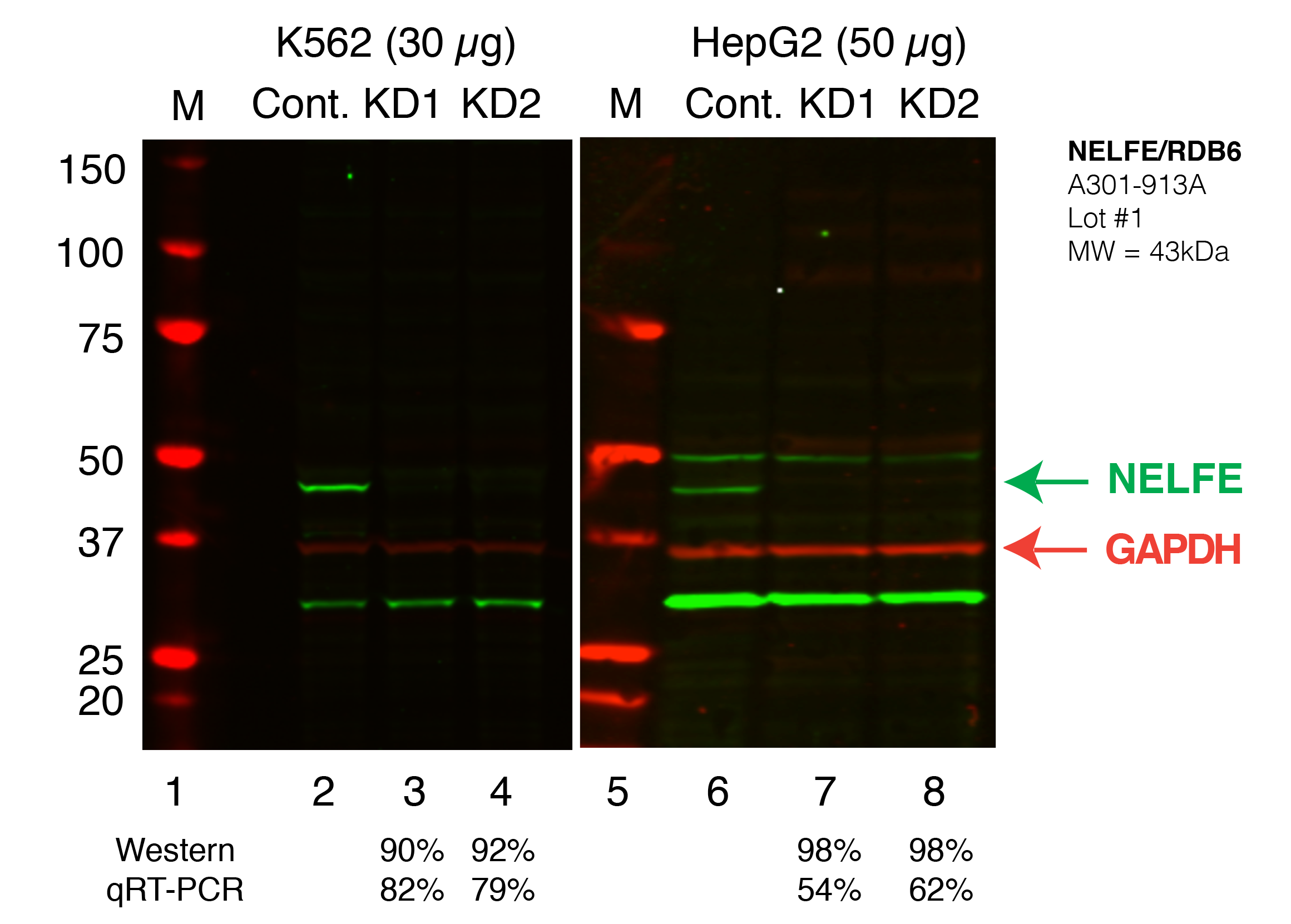 NELFE_RDBP_Secondary_Western.png<br>Caption: Western blot following shRNA against NELFE/RDBP in K562 and HepG2 whole cell lysate using NELFE/RDBP specific antibody. Lane 1 is a ladder, lane 2 is K562 non-targeting control knockdown, lane 2 and 3 are two different shRNAs against NELFE/RDBP. Lanes 5-7 follow the same pattern, but in HepG2. NELFE/RDBP protein appears as the green band, GAPDH serves as a control and appears in red.