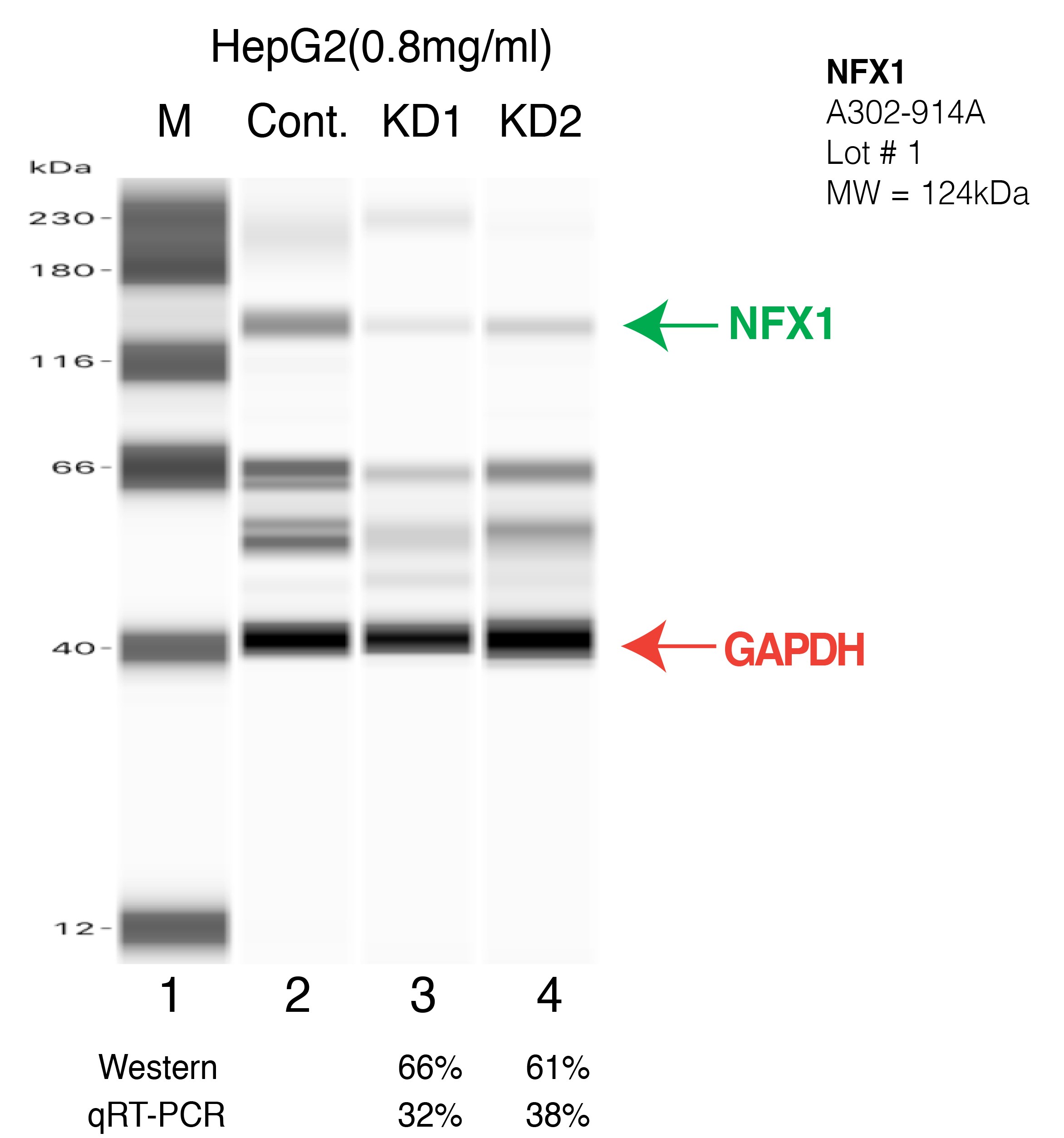 NFX1-HEPG2-CRISPR.png<br>Caption: Western blot following CRISPR against NFX1 in HepG2 whole cell lysate using NFX1 specific antibody. Lane 1 is a ladder, lane 2 is HepG2 non-targeting control knockdown, lane 3 and 4 are two different CRISPR against NFX1.NFX1 protein appears as the green arrow, GAPDH serves as a control and appears in red arrow.