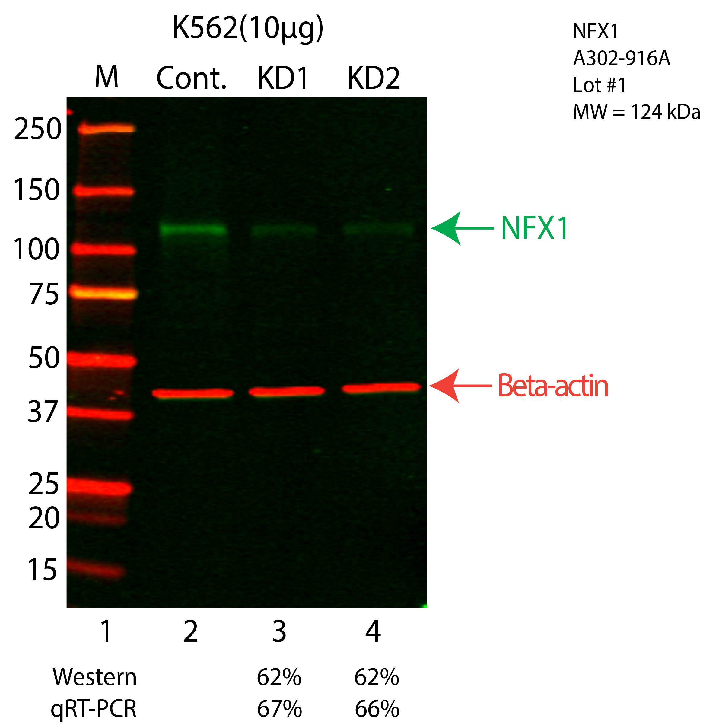 NFX1-K562-CRISPR-A302-916A.png<br>Caption: Western blot following CRISPR against NFX1 in K562 whole cell lysate using NFX1 specific antibody. Lane 1 is a ladder, lane 2 is K562 non-targeting control knockdown, lane 3 and 4 are two different CRISPR against NFX1. NFX1 protein appears as the green arrow, Beta-actin serves as a control and appears in red arrow.