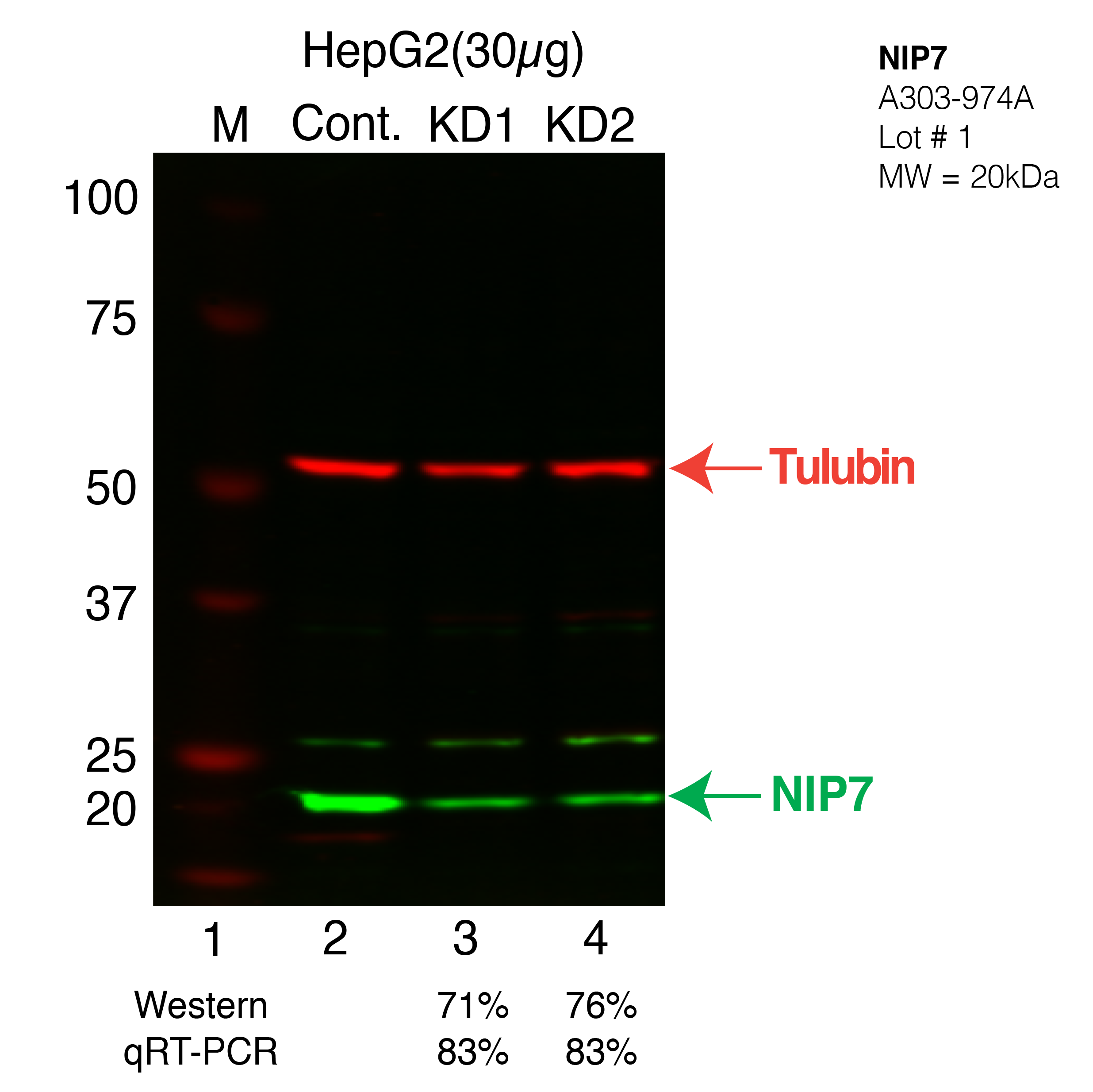 NIP7-HEPG2-CRISPR.png<br>Caption: Western blot following CRISPR against NIP7 in HepG2 whole cell lysate using NIP7 specific antibody. Lane 1 is a ladder, lane 2 is HepG2 non-targeting control knockdown, lane 3 and 4 are two different CRISPR against NIP7.NIP7 protein appears as the green band, Tubulin serves as a control and appears in red.