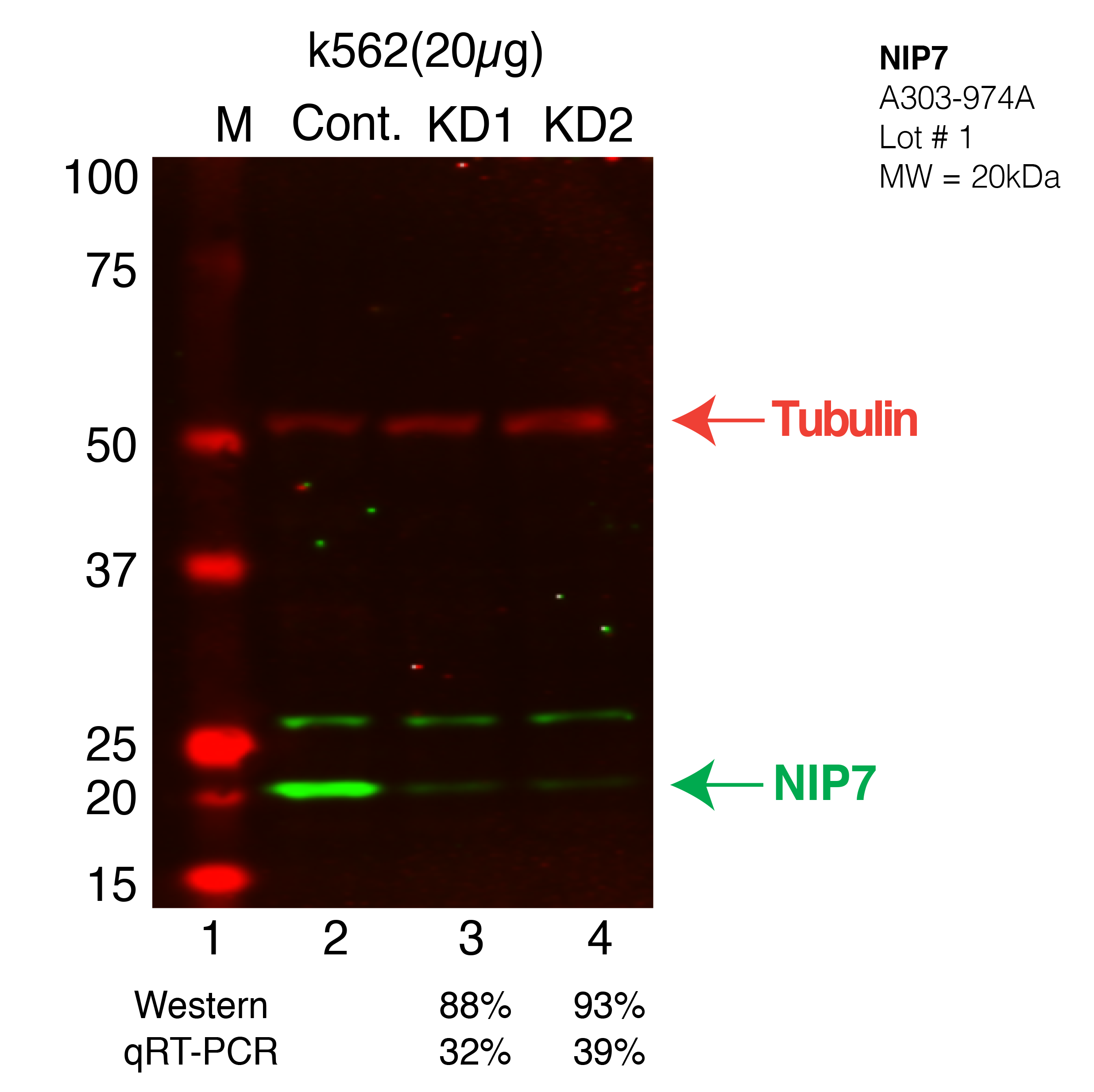 NIP7-K562-CRISPR.png<br>Caption: Western blot following CRISPR against NIP7 in K562 whole cell lysate using NIP7 specific antibody. Lane 1 is a ladder, lane 2 is K562 non-targeting control knockdown, lane 3 and 4 are two different CRISPR against NIP7.NIP7 protein appears as the green band, Tubulin serves as a control and appears in red.